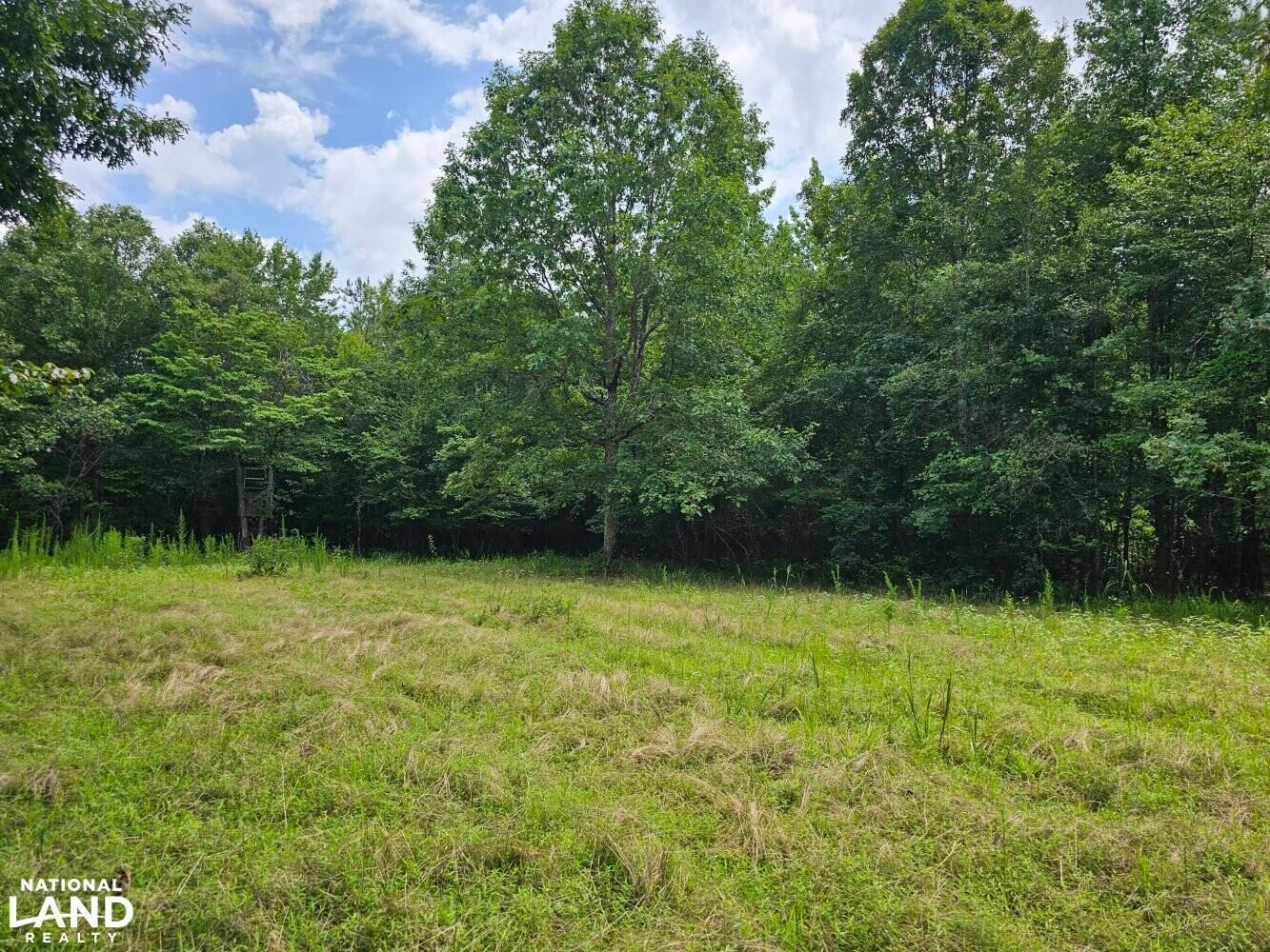 Brilliant, Marion County, AL Recreational Property, Timberland Property, Hunting Property for