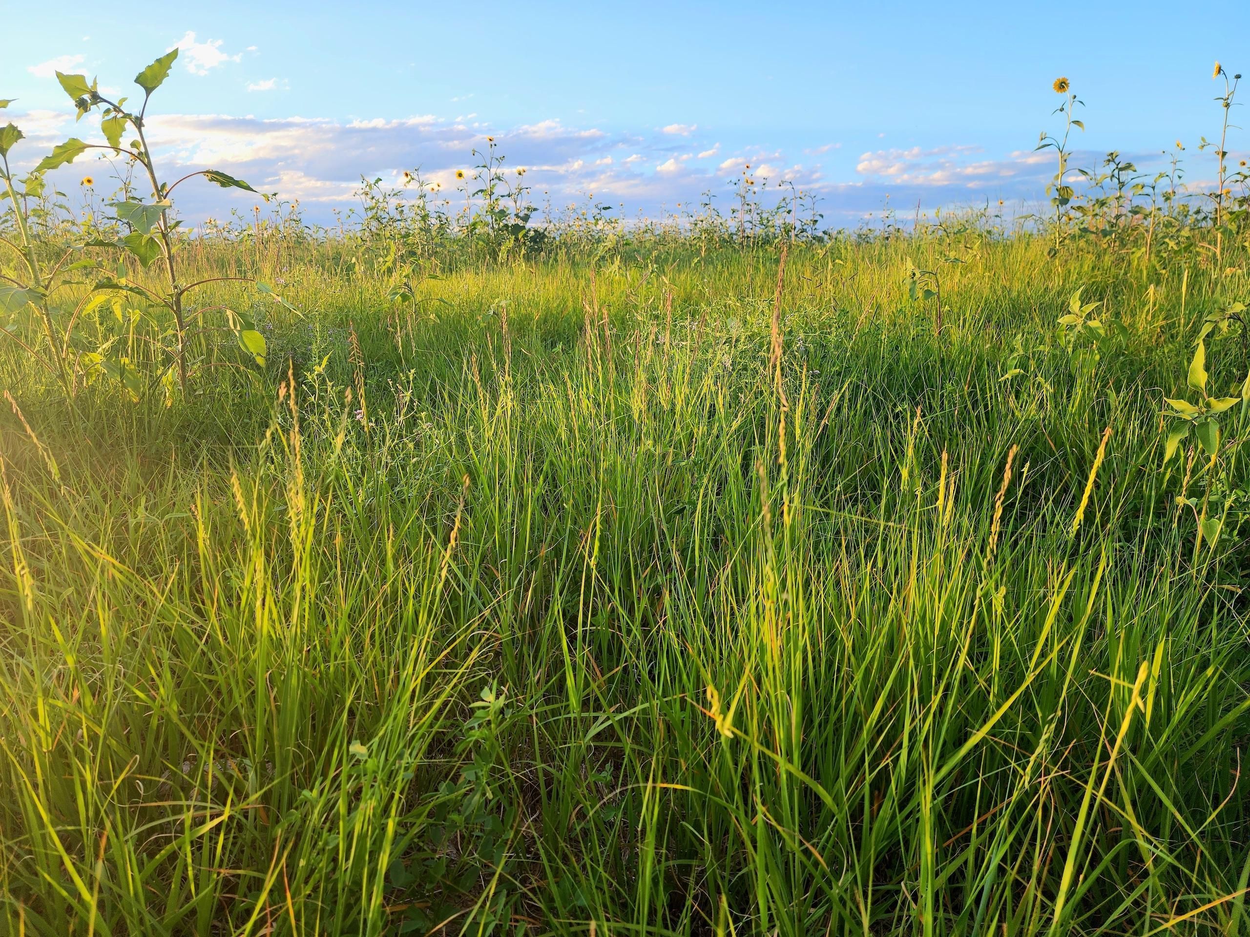 Genoa, Lincoln County, CO Farms and Ranches, Recreational Property for