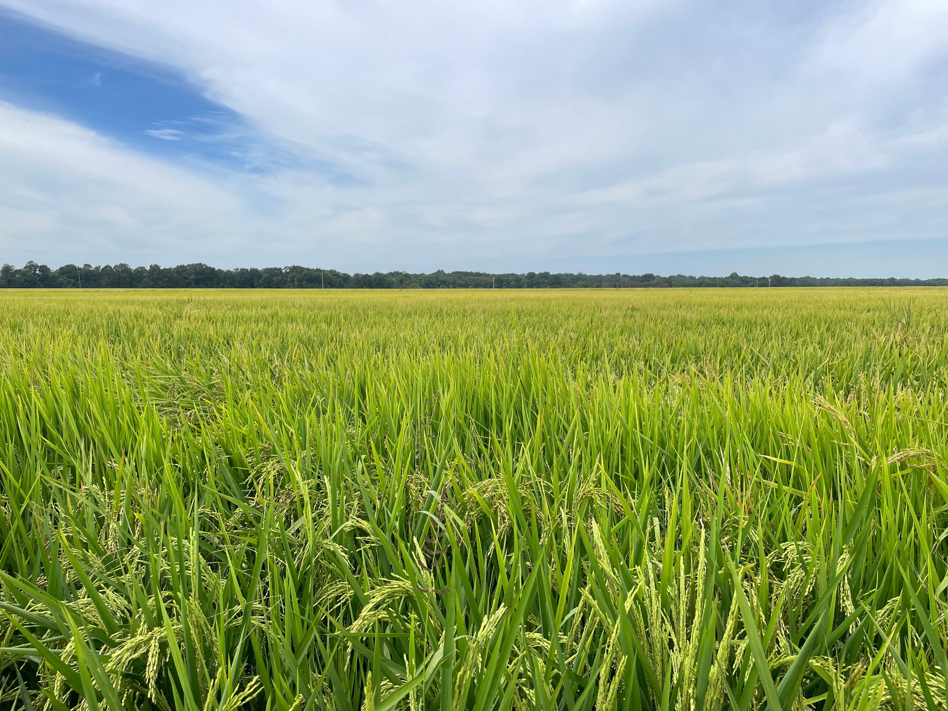 Carlisle, Lonoke County, AR Farms and Ranches, Recreational Property