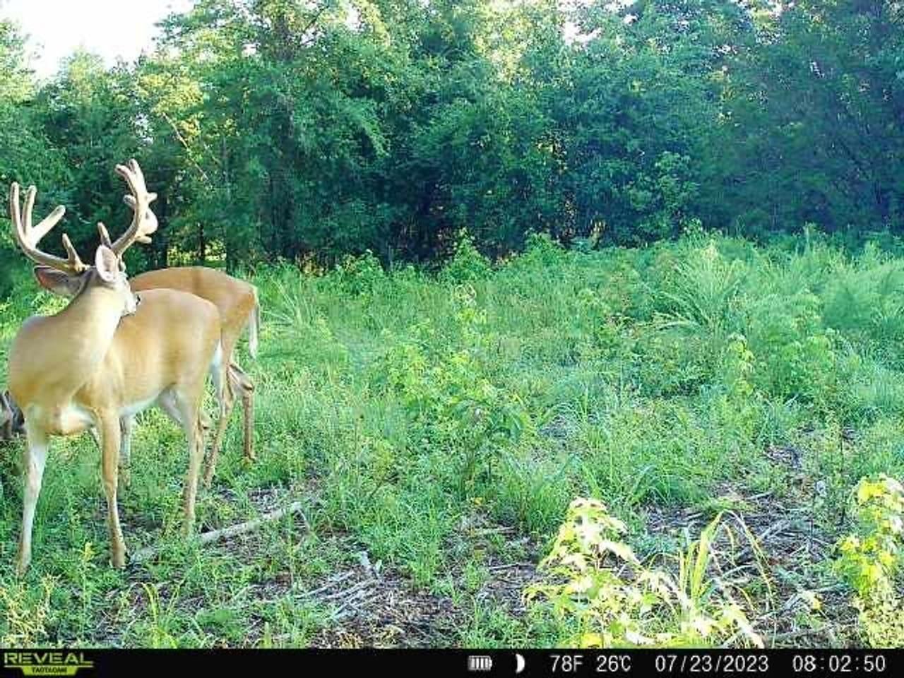 536 Sidon Road, Rose Bud, AR 72137 MLS 22041188 LandWatch