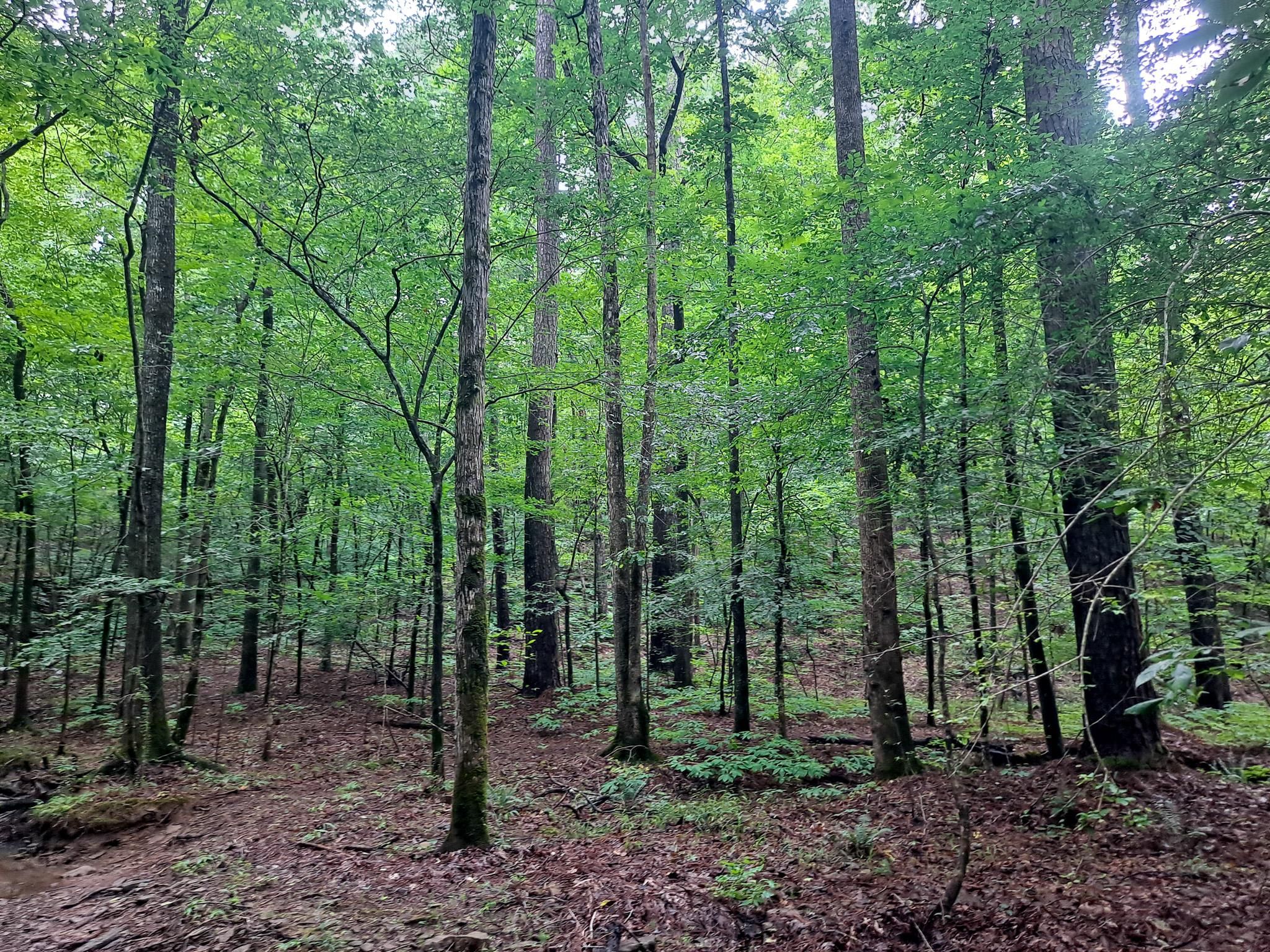 Old Parrish Cordova Road, Cordova, AL 35550 MLS Big Ridge 40 LandWatch