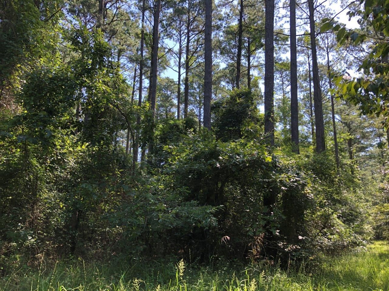 Calion, Union County, AR Recreational Property, Timberland Property