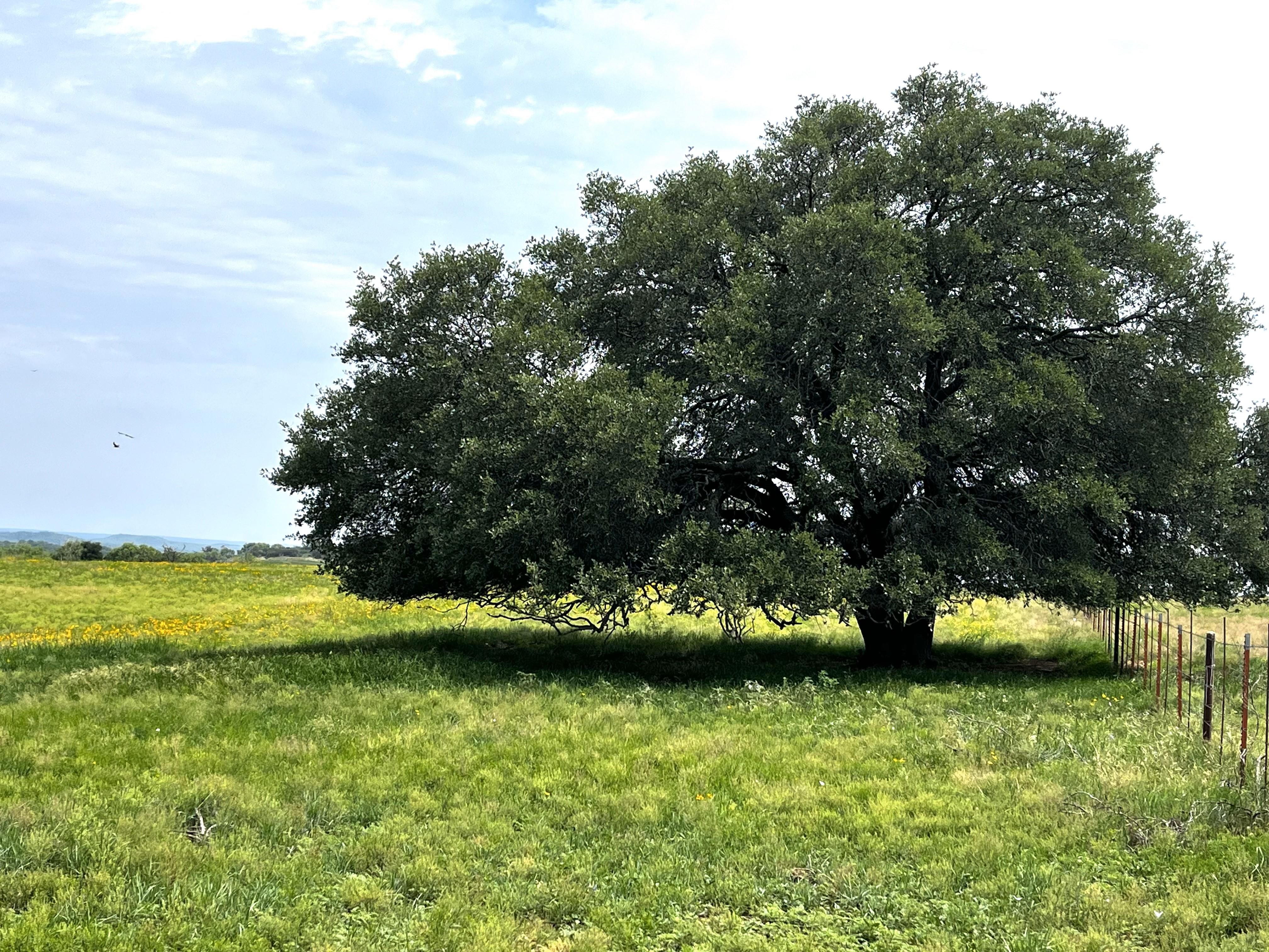 San Saba, San Saba County, TX Recreational Property, Hunting Property