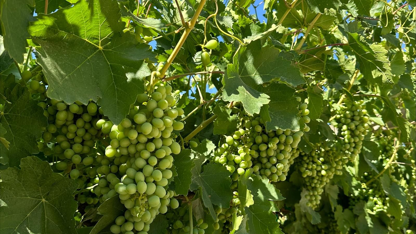 Delano, Kern County, CA Farms and Ranches for sale Property ID