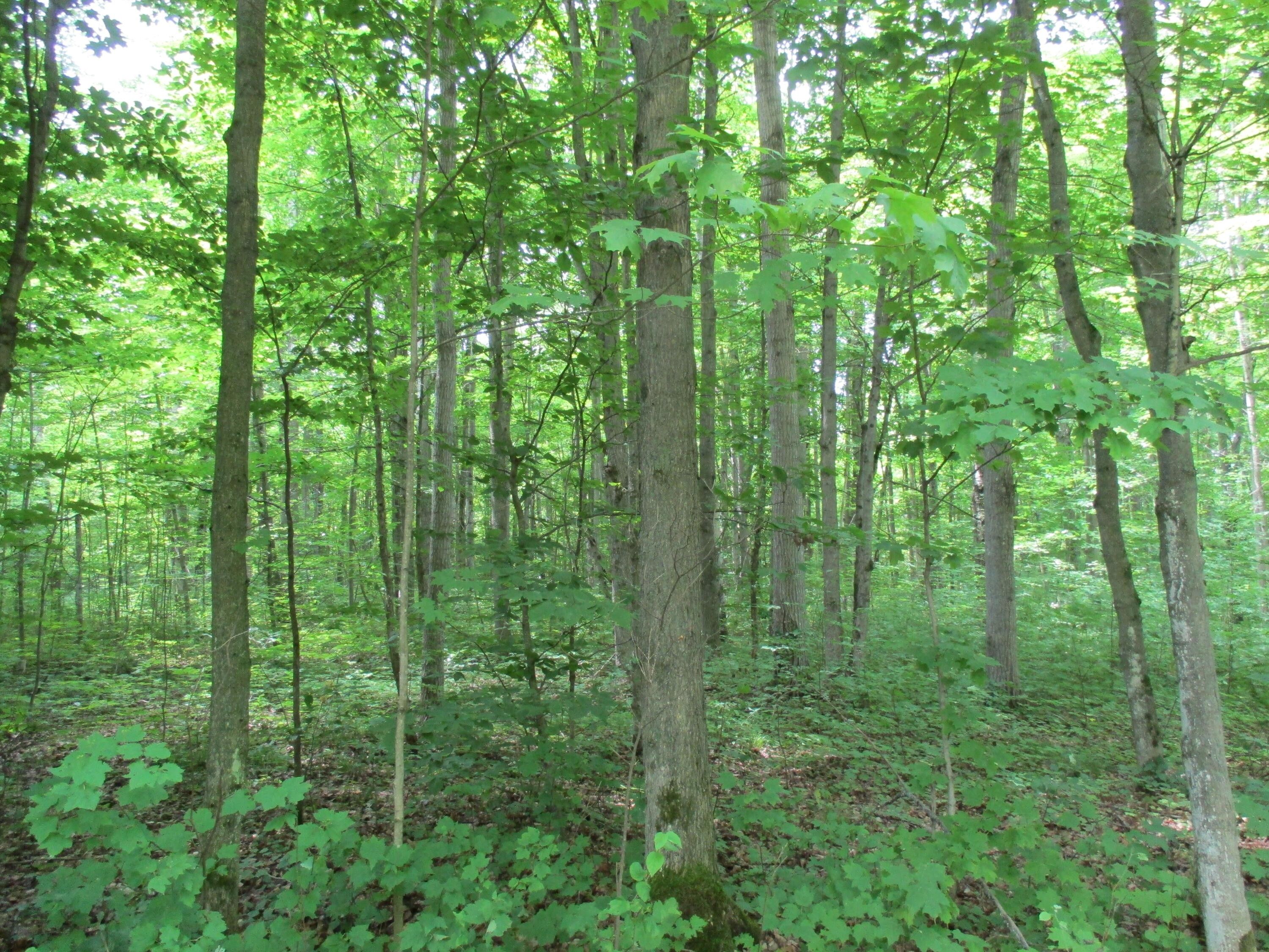 Frederic, Crawford County, MI Undeveloped Land for sale Property ID