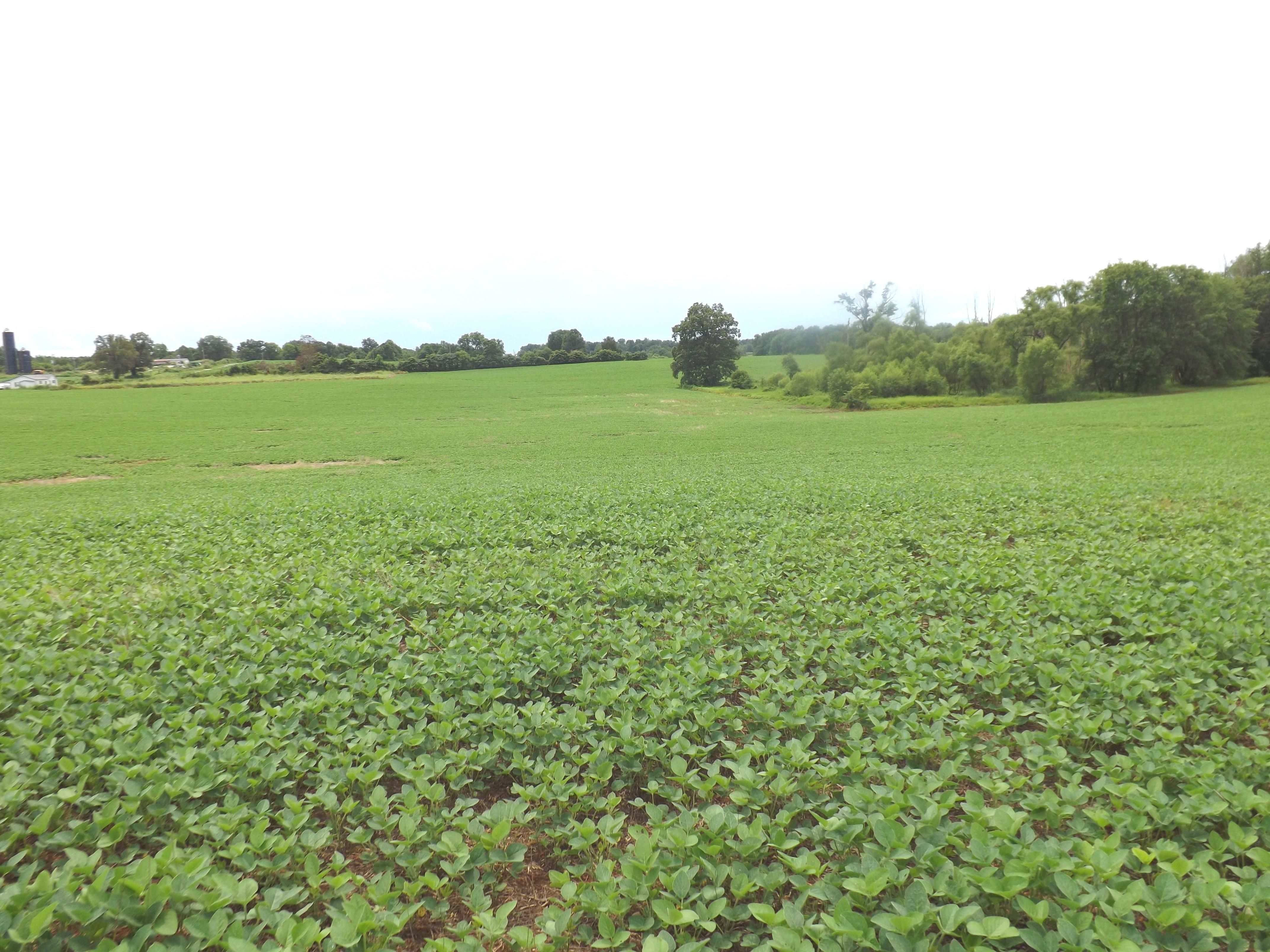 Glasgow, Barren County, KY Farms and Ranches, Undeveloped Land for sale Property ID 417067106