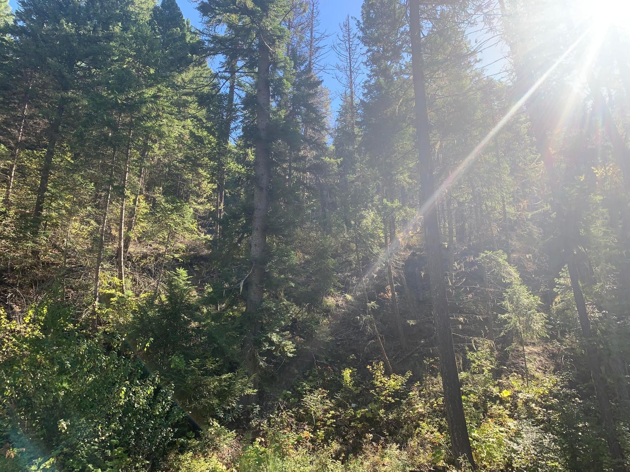 Trout Creek, Sanders County, MT Undeveloped Land for sale Property ID 417069450 LandWatch