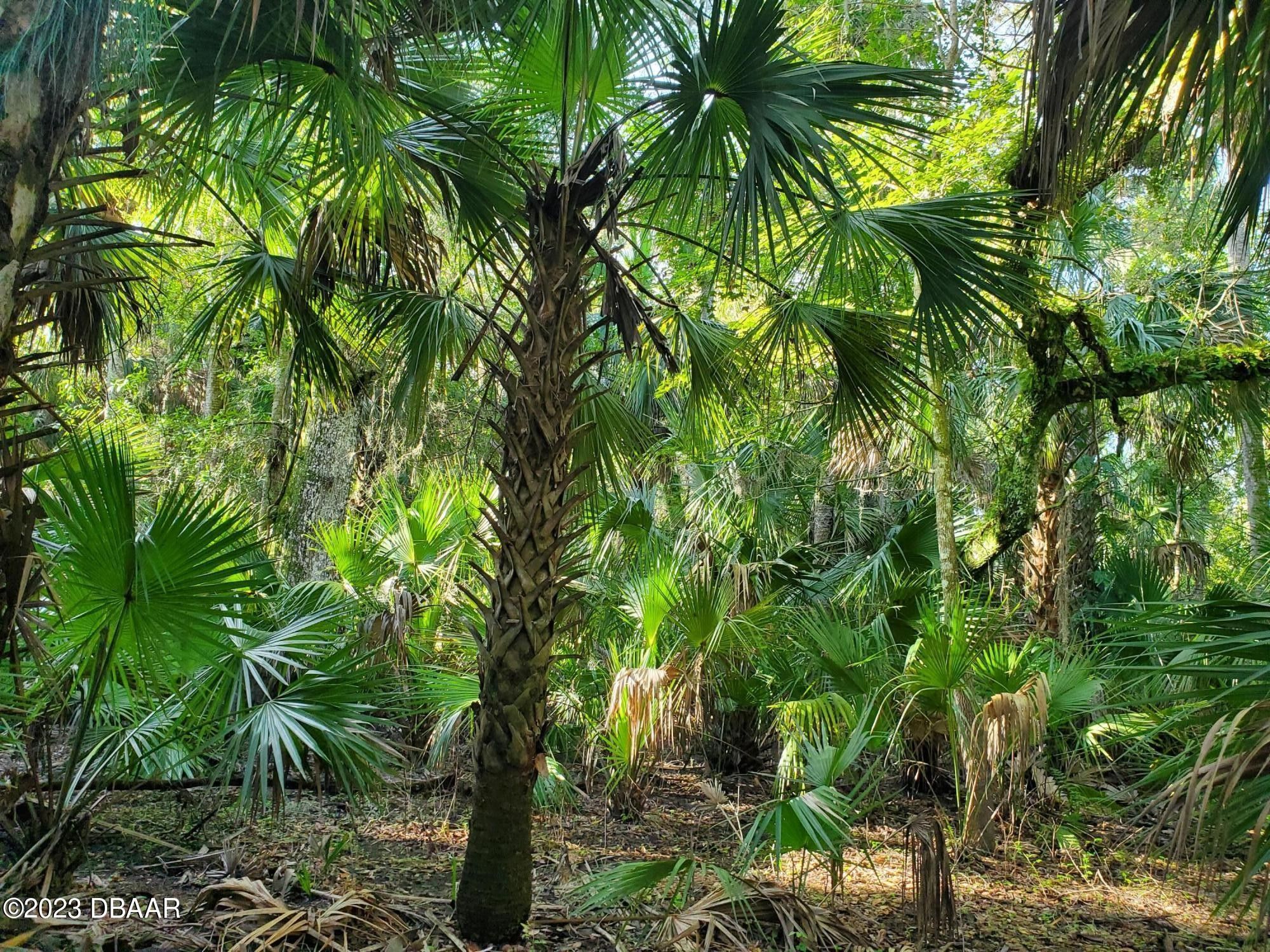 Geneva, Seminole County, FL Undeveloped Land for sale Property ID