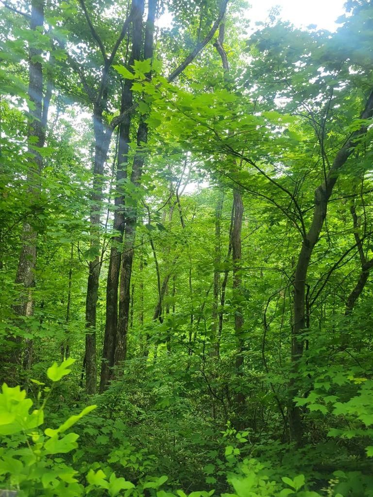 Bandy, Tazewell County, VA Farms and Ranches for sale Property ID