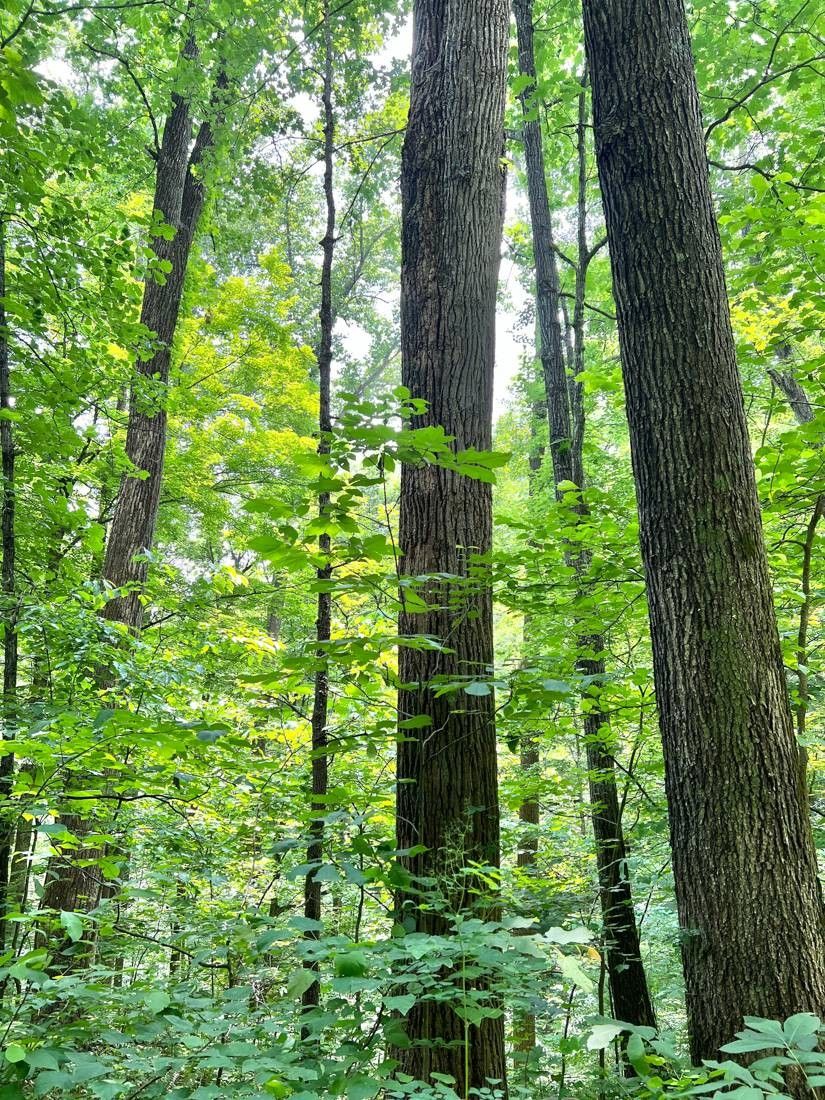 Kermit, Mingo County, WV for sale Property ID 417093014 LandWatch