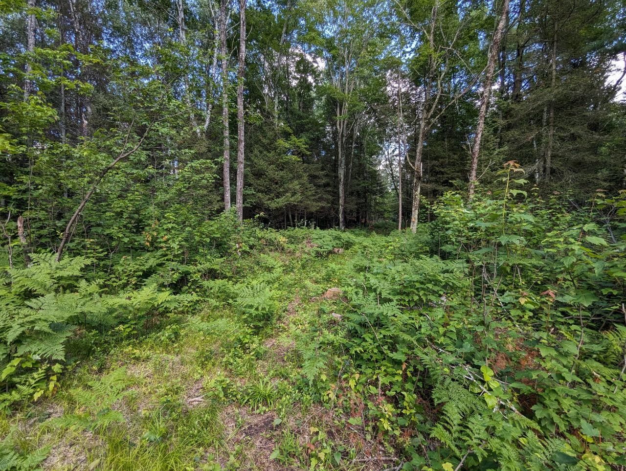 Conover, Vilas County, WI Undeveloped Land for sale Property ID