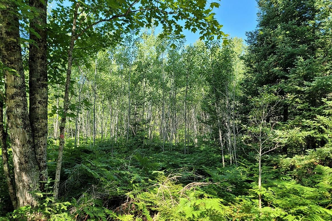 Fern, Florence County, WI Recreational Property, Hunting Property for sale Property ID
