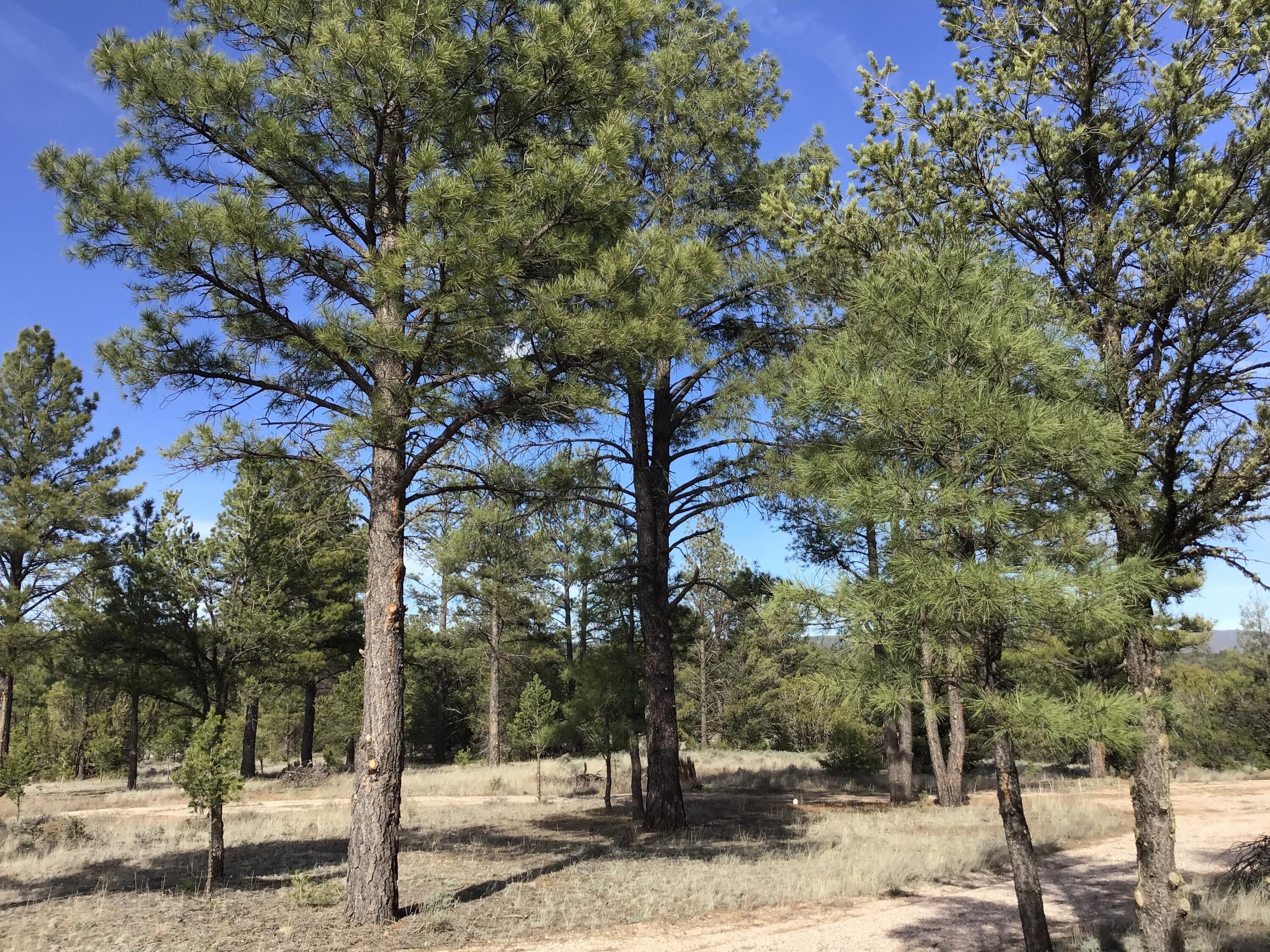 Ramah, McKinley County, NM Undeveloped Land for sale Property ID