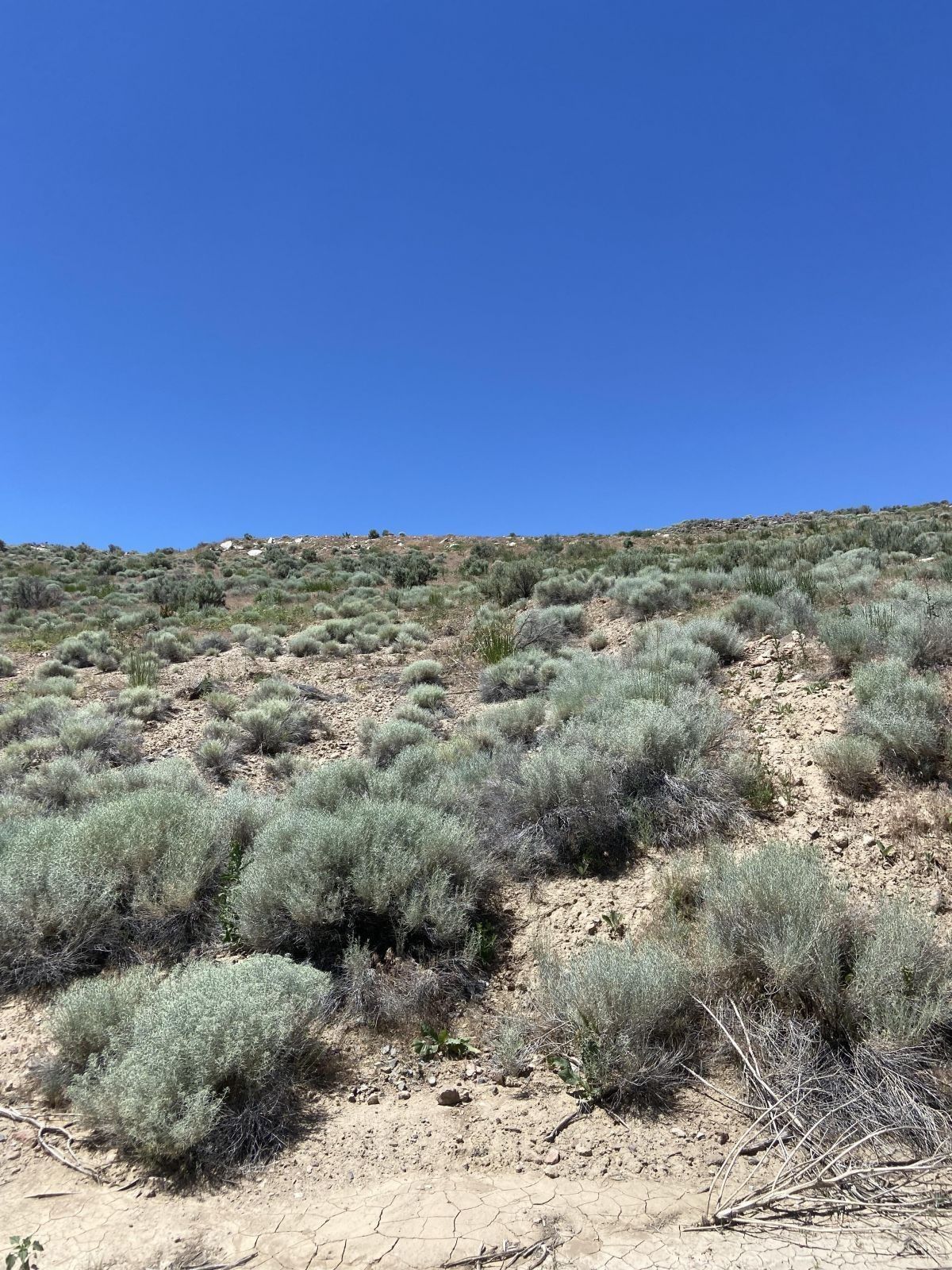 Carlin, Eureka County, NV Undeveloped Land for sale Property ID