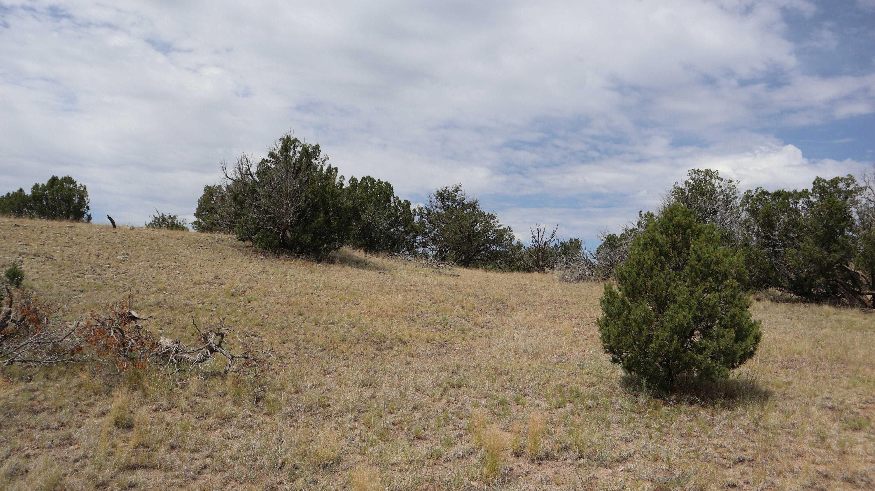 Datil, Catron County, NM Undeveloped Land for sale Property ID