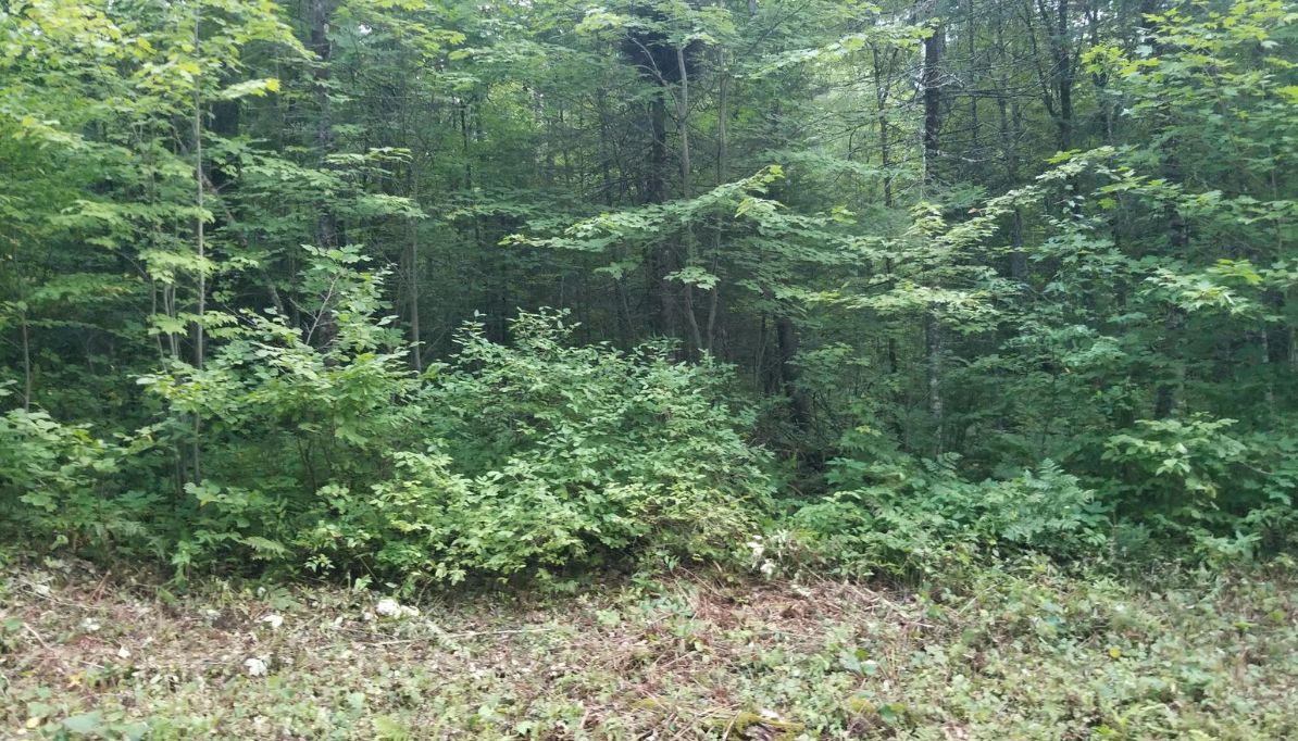 Couderay, Sawyer County, WI Recreational Property, Timberland Property