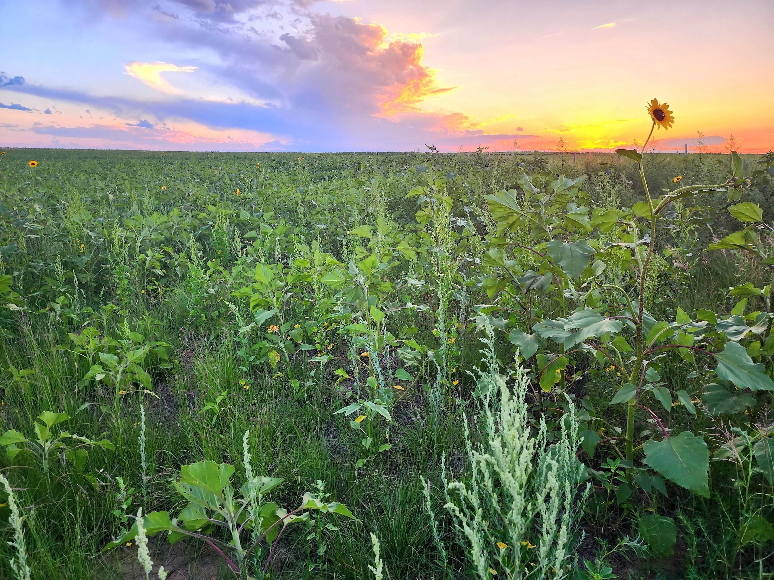 Rush, Lincoln County, CO Farms and Ranches, Recreational Property for sale Property ID