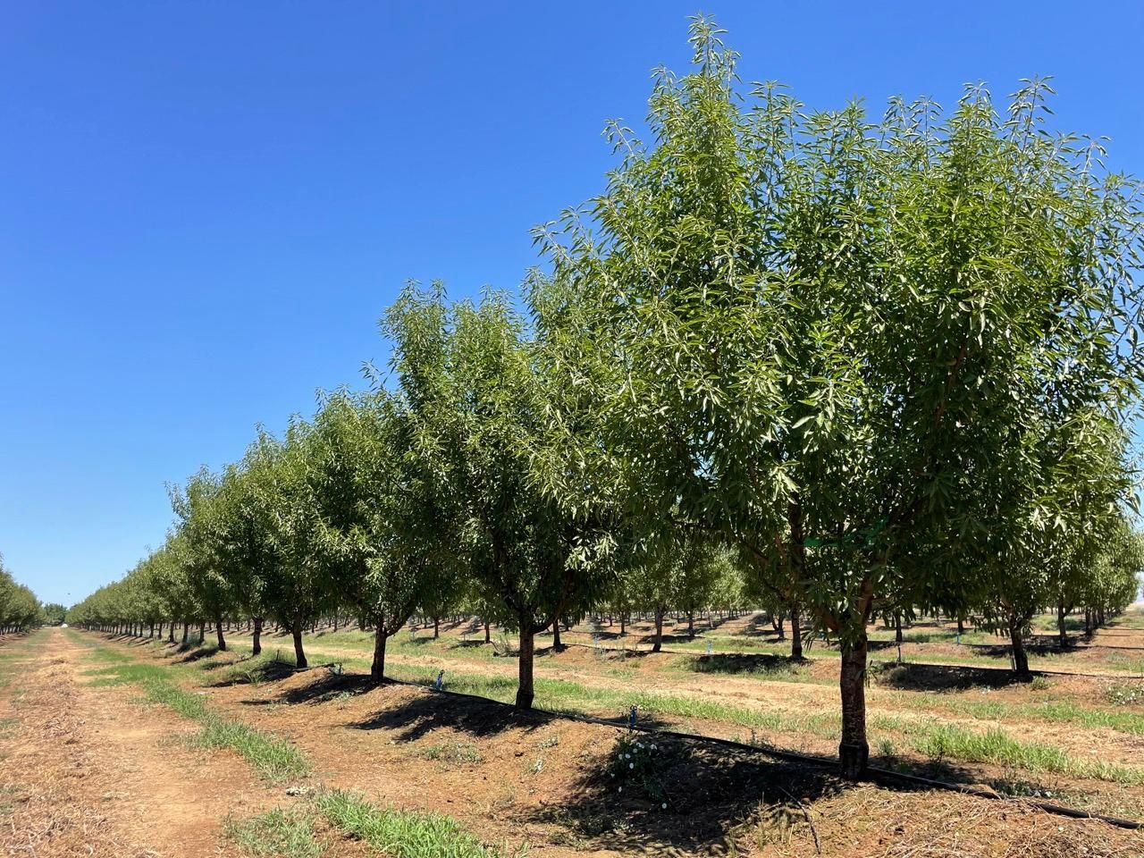 Corning, Tehama County, CA Farms and Ranches for sale Property ID