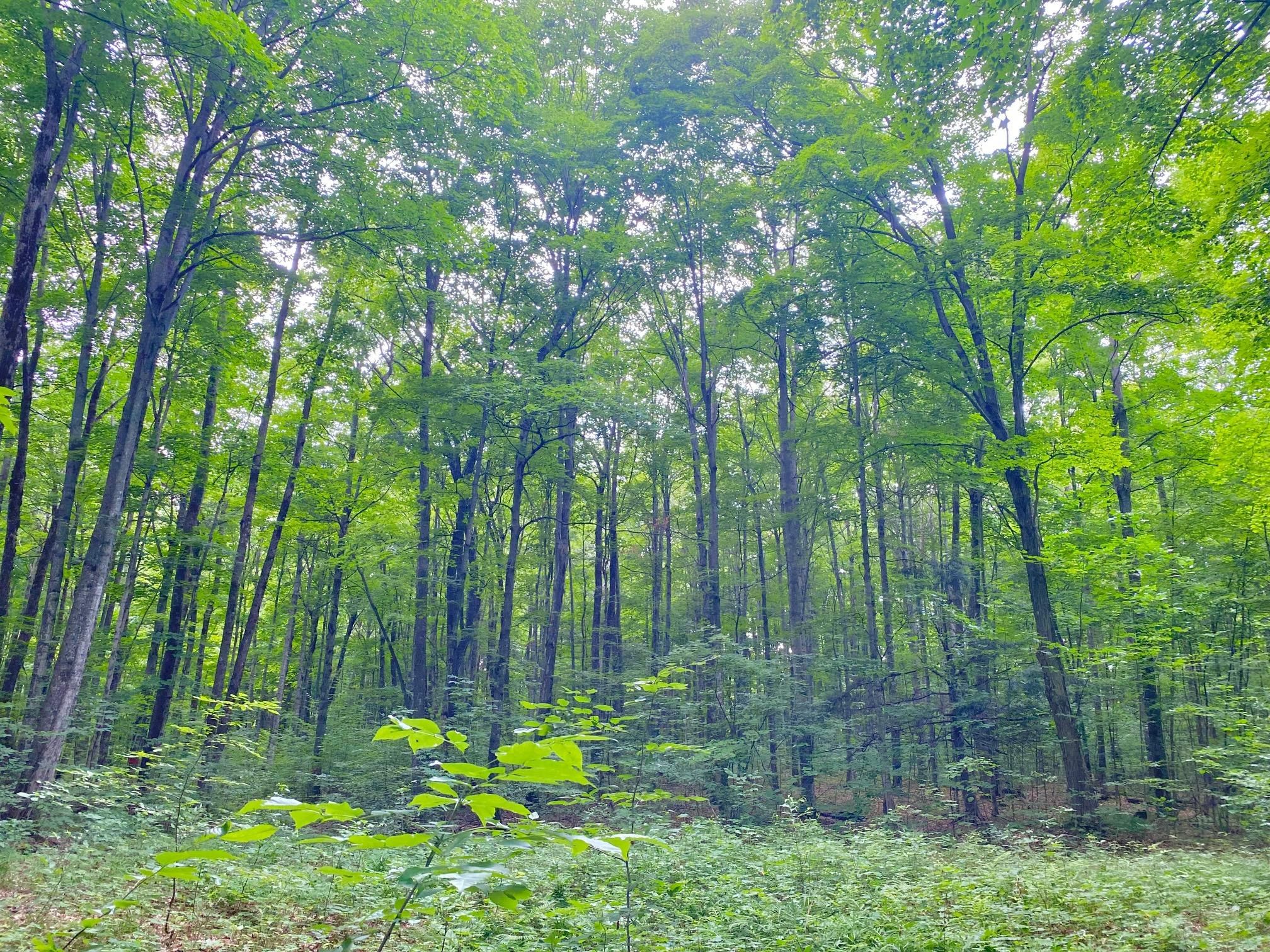 Petoskey, Emmet County, MI Recreational Property, Timberland Property