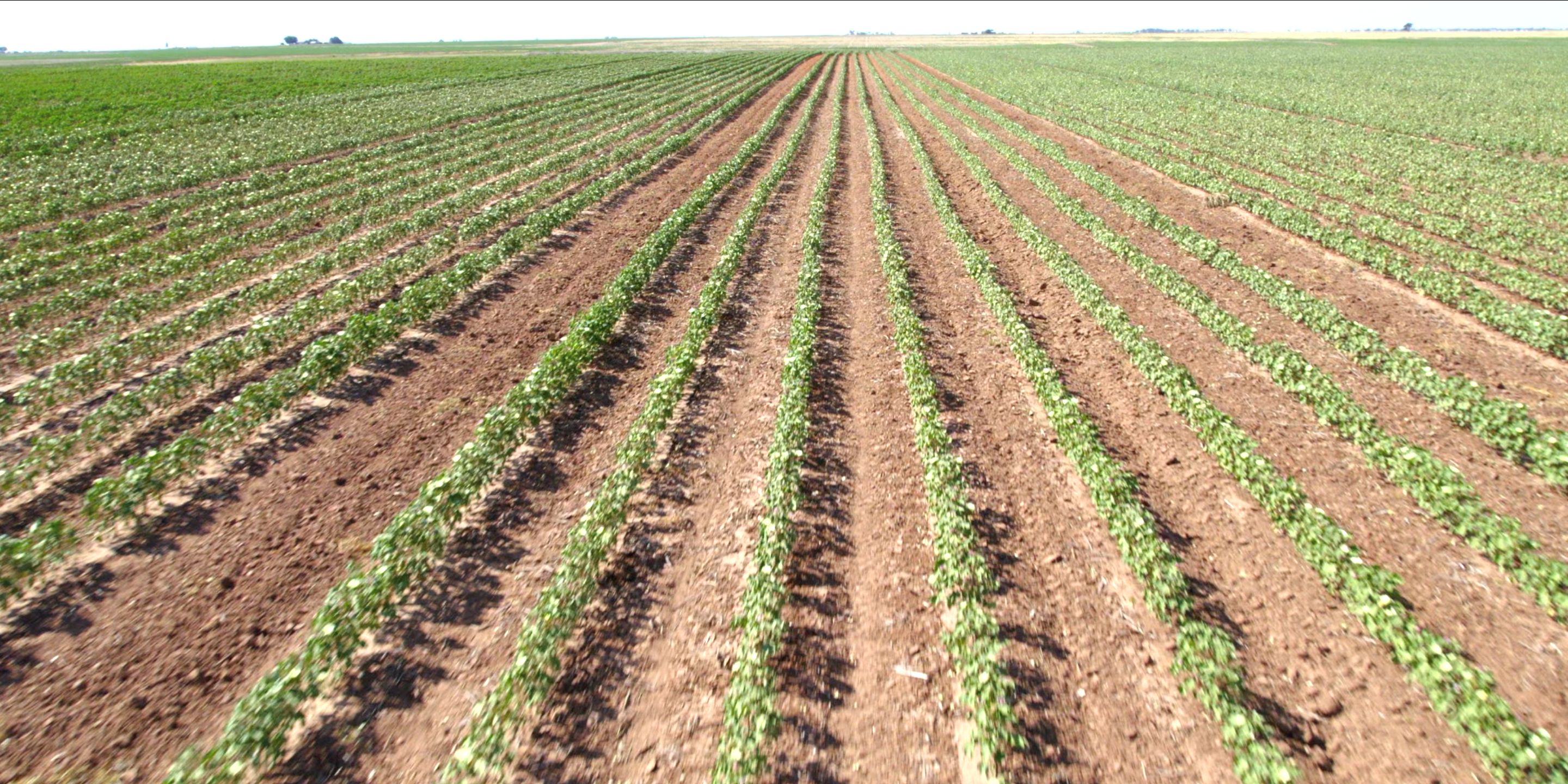 Wilson, Lynn County, TX Farms and Ranches for sale Property ID