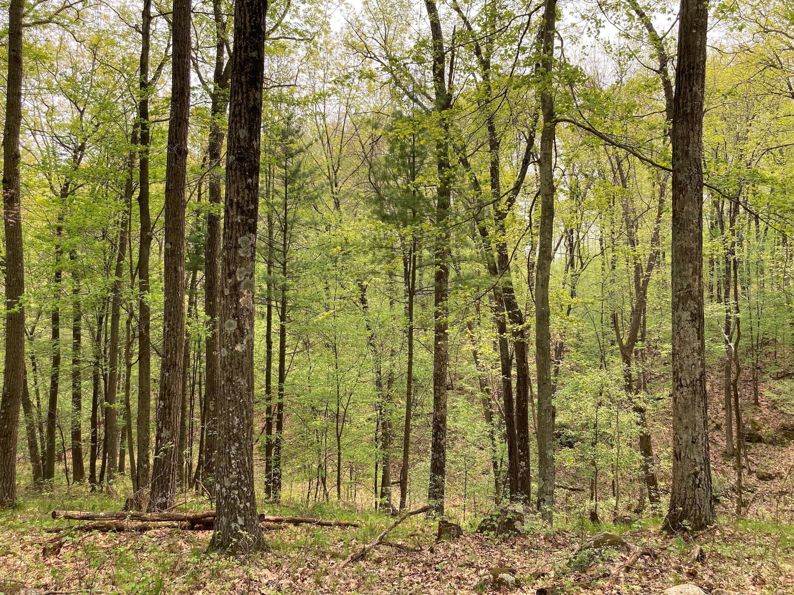 Iola, Waupaca County, WI Recreational Property, Timberland Property