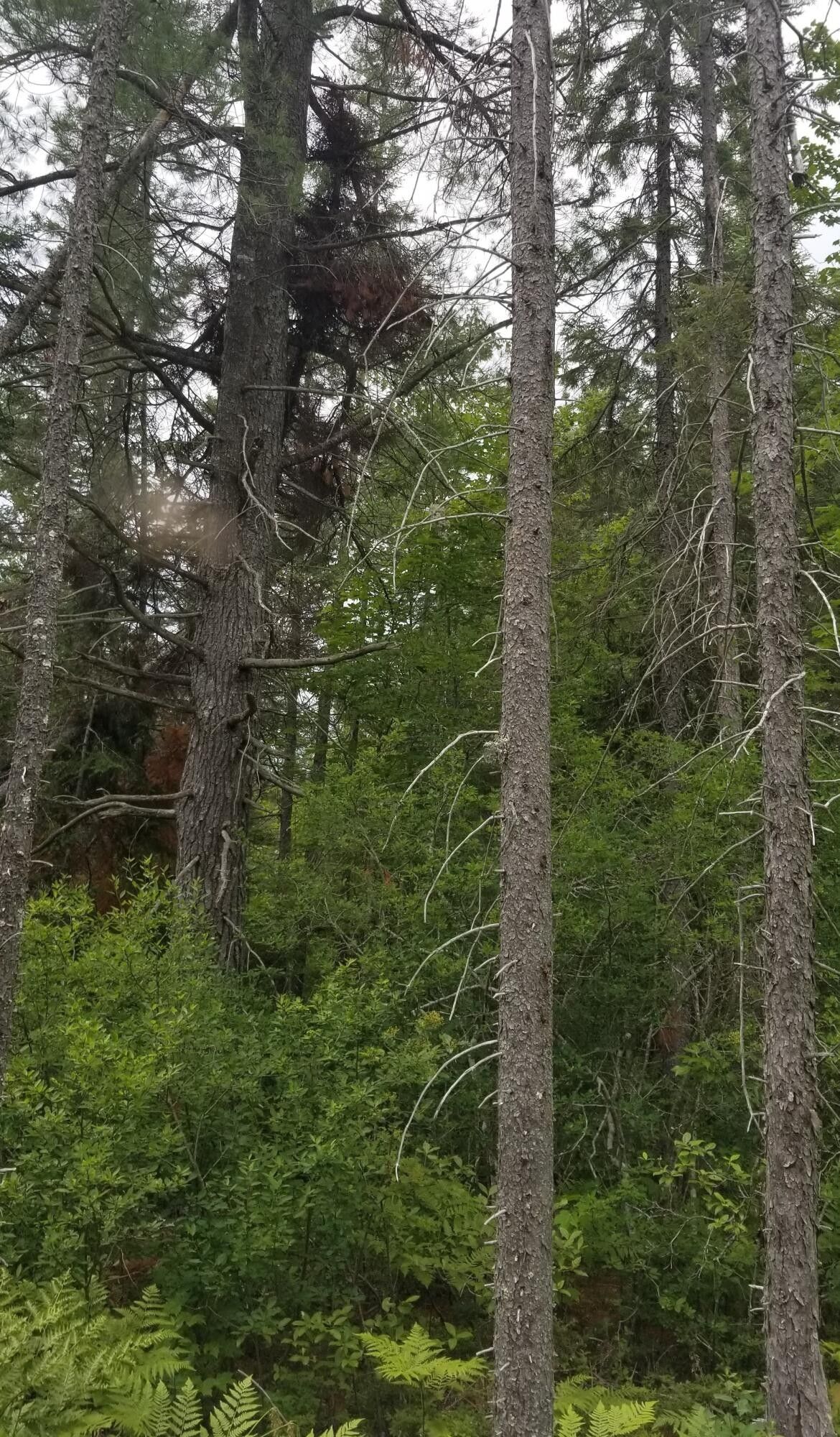 Silver Creek Rd, Mcmillan, MI 49853 MLS 23722 LandWatch