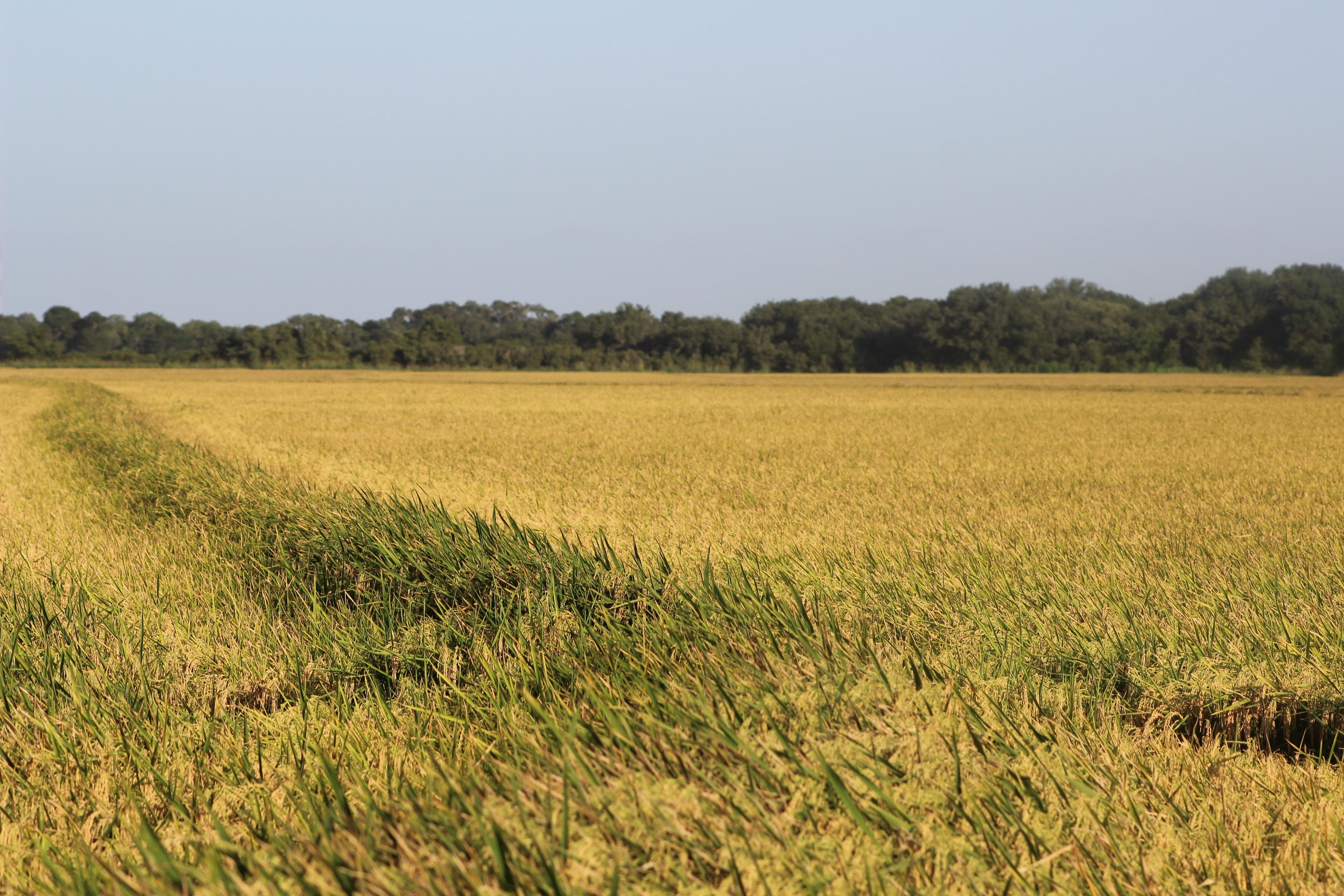 Louise, Wharton County, TX Farms and Ranches, Hunting Property for sale