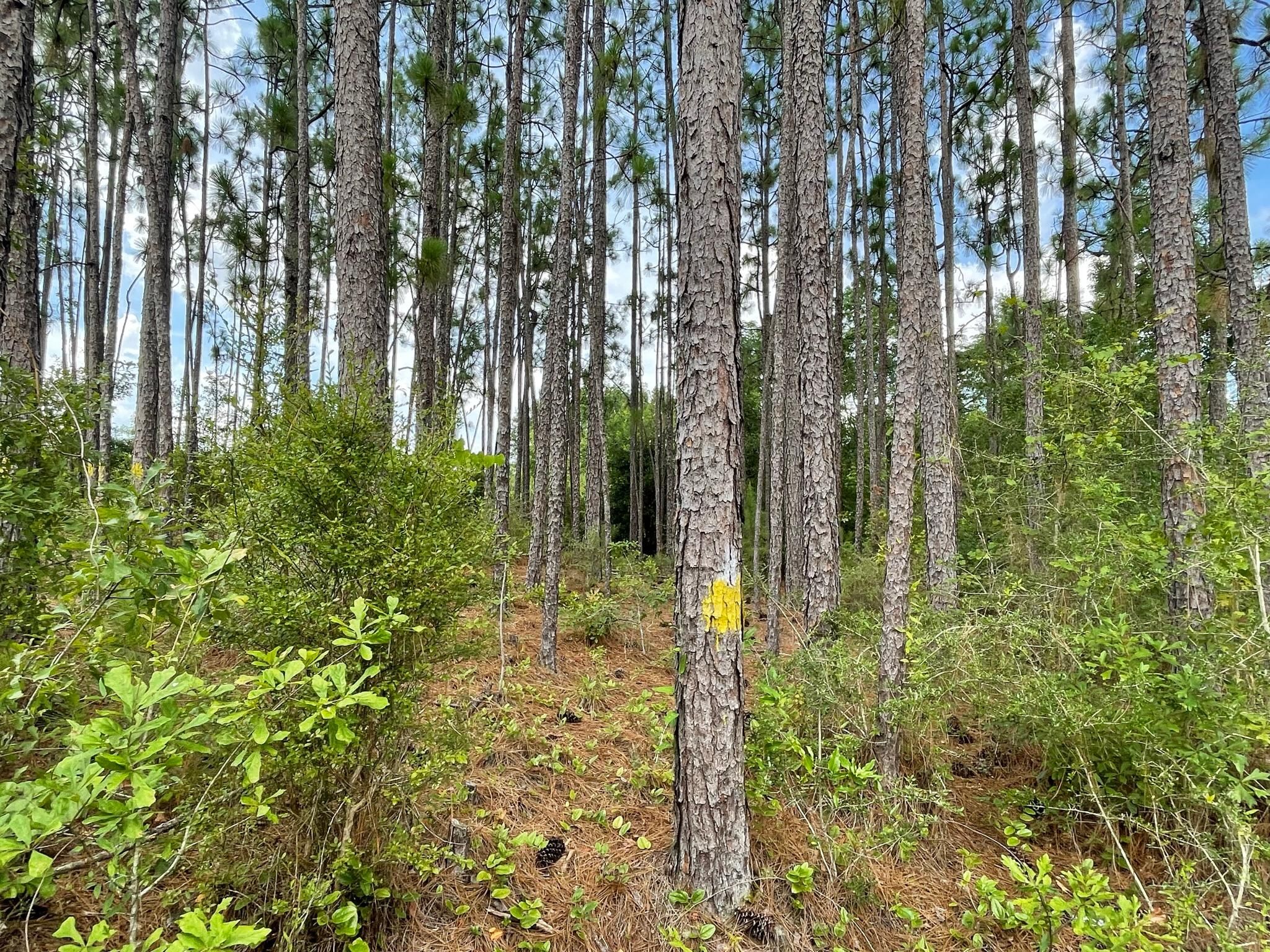 Century, Escambia County, FL Recreational Property, Hunting Property