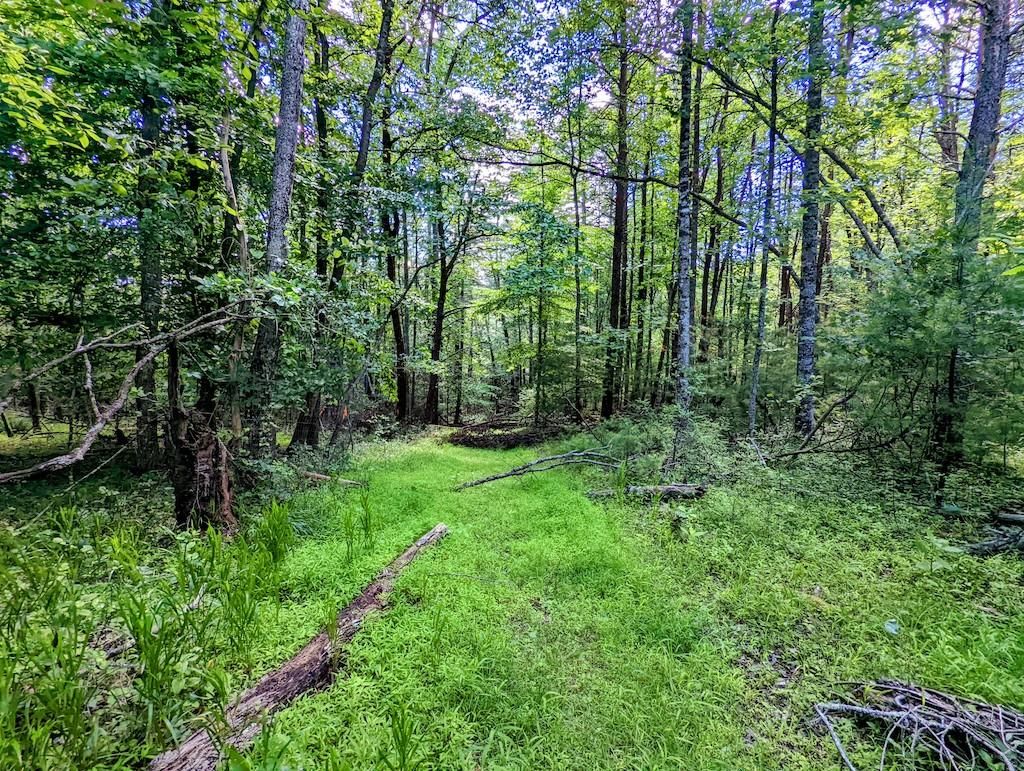 Max Meadows, Wythe County, VA Recreational Property, Timberland