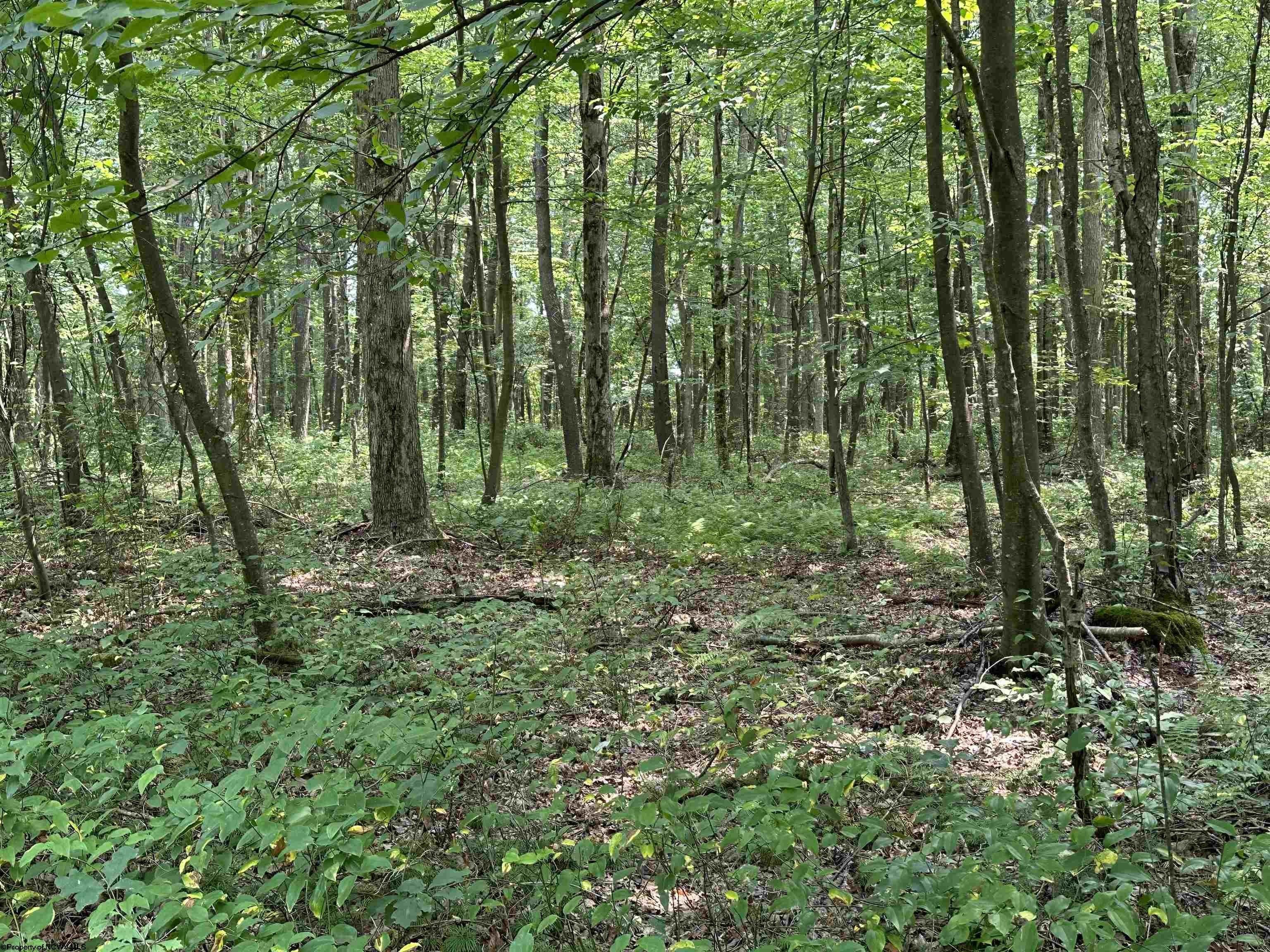 Albright, Preston County, WV Undeveloped Land, Homesites for sale