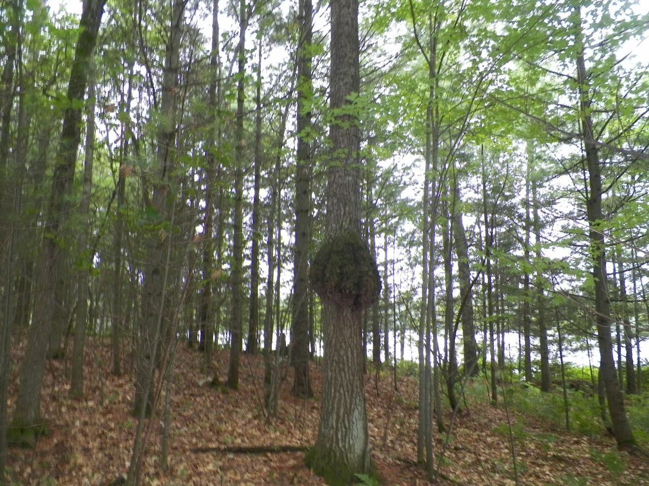 Minocqua, Oneida County, WI Farms and Ranches, Lakefront Property, Waterfront Property