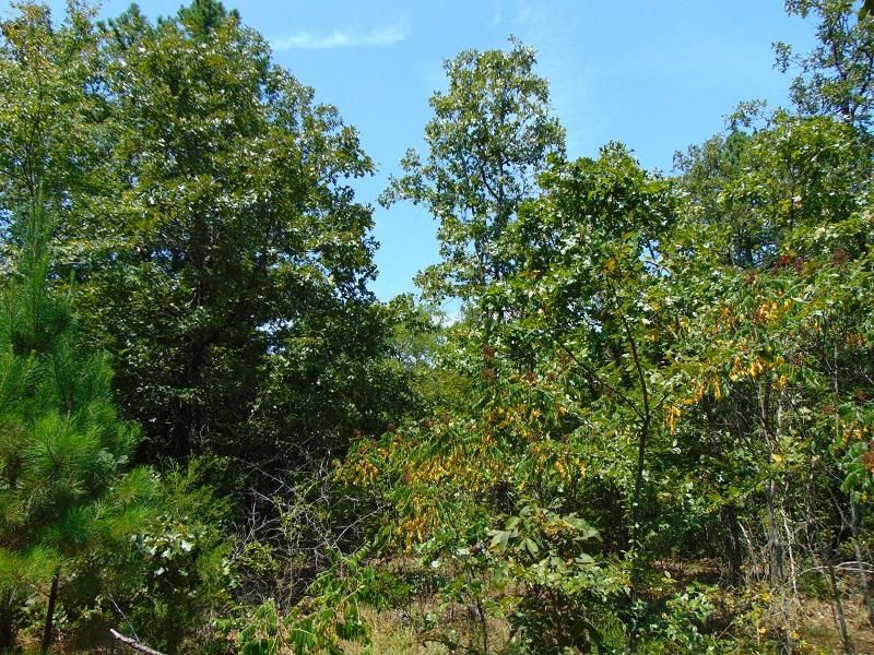 Leflore, Le Flore County, OK Recreational Property, Hunting Property