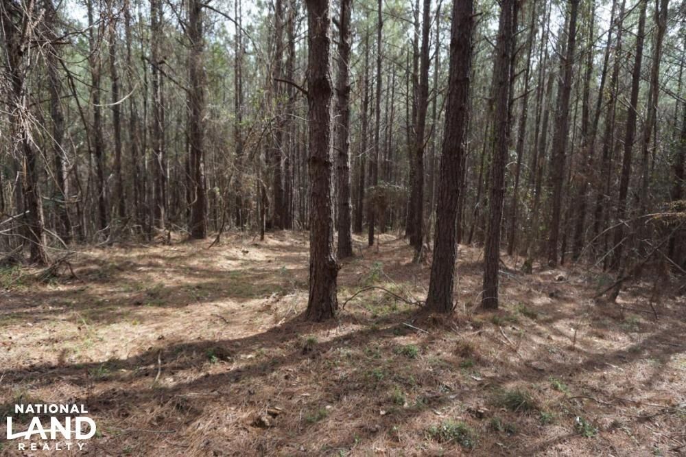 Greensboro, Hale County, AL Recreational Property, Timberland Property, Hunting Property for