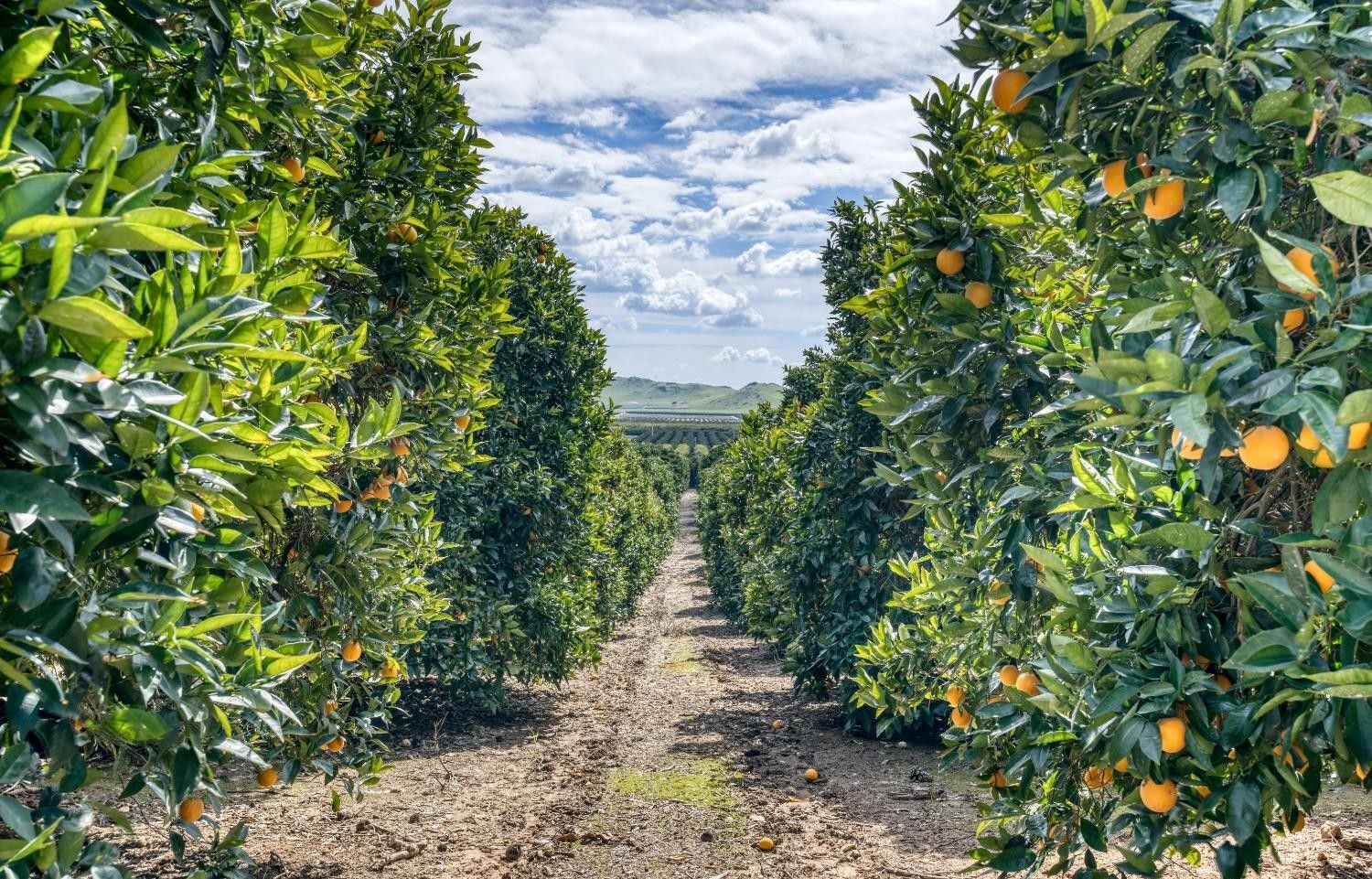 Reedley, Fresno County, CA Farms and Ranches for sale Property ID