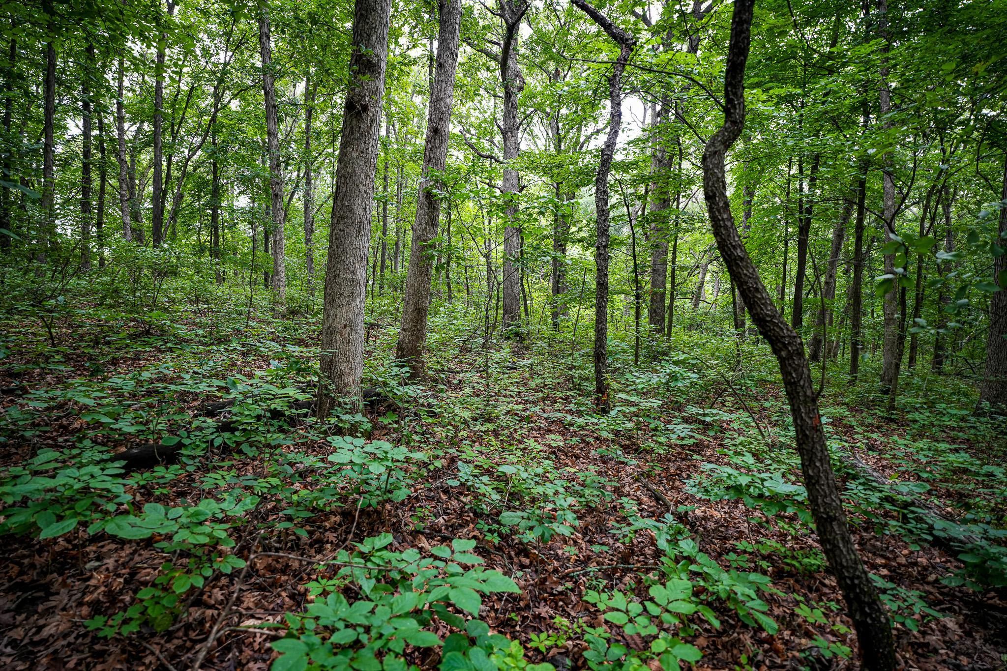 Marseilles, LaSalle County, IL Recreational Property, Timberland
