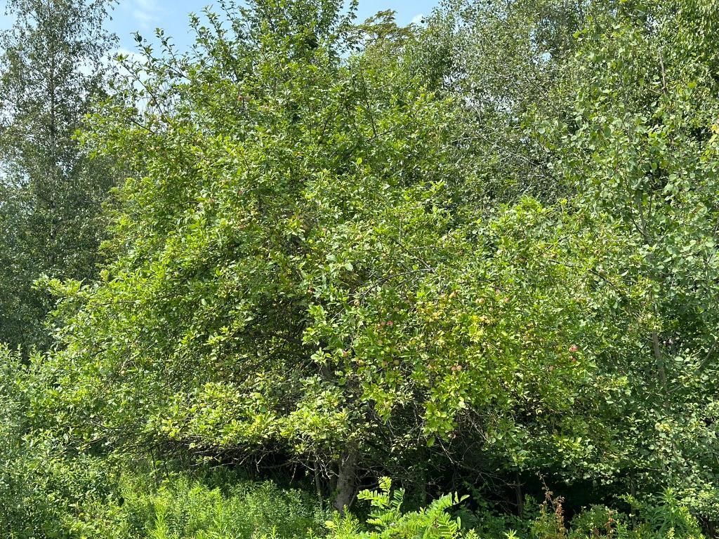 Curwensville, Clearfield County, PA Recreational Property, Hunting