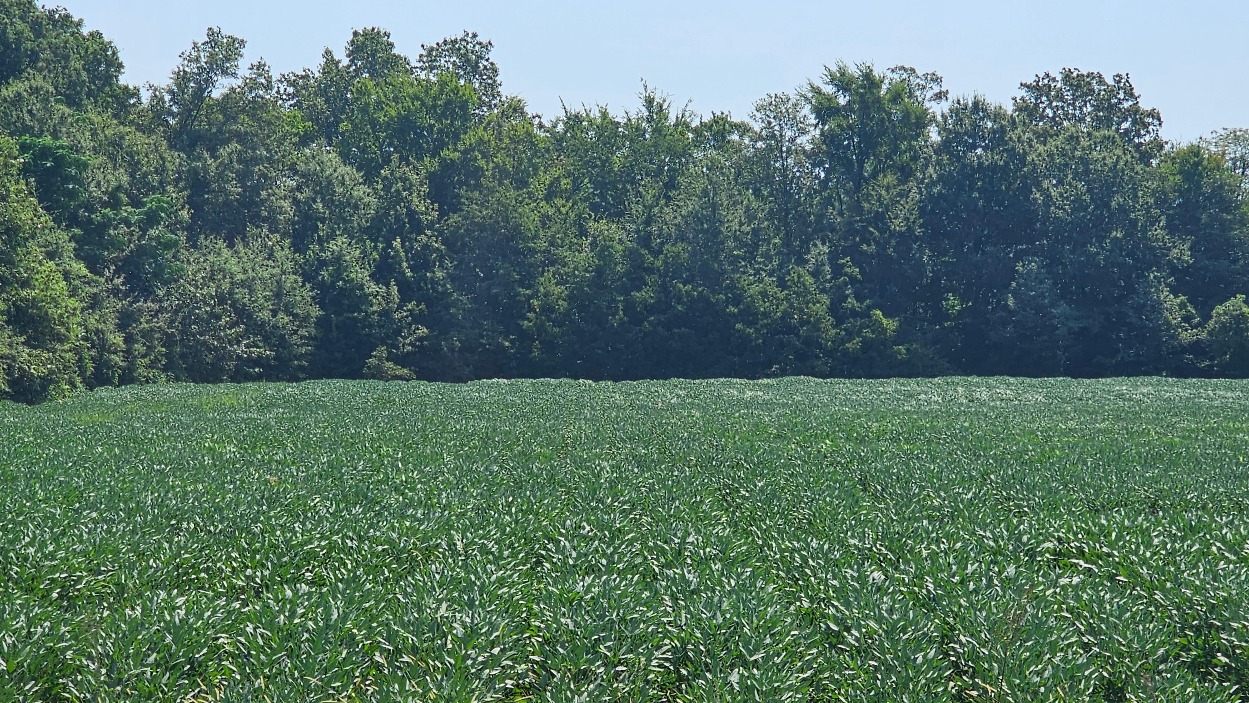 Cleveland, Bolivar County, MS Farms and Ranches for sale Property ID