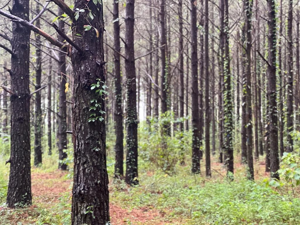 Whigham, Grady County, GA Undeveloped Land for sale Property ID 417309887 LandWatch