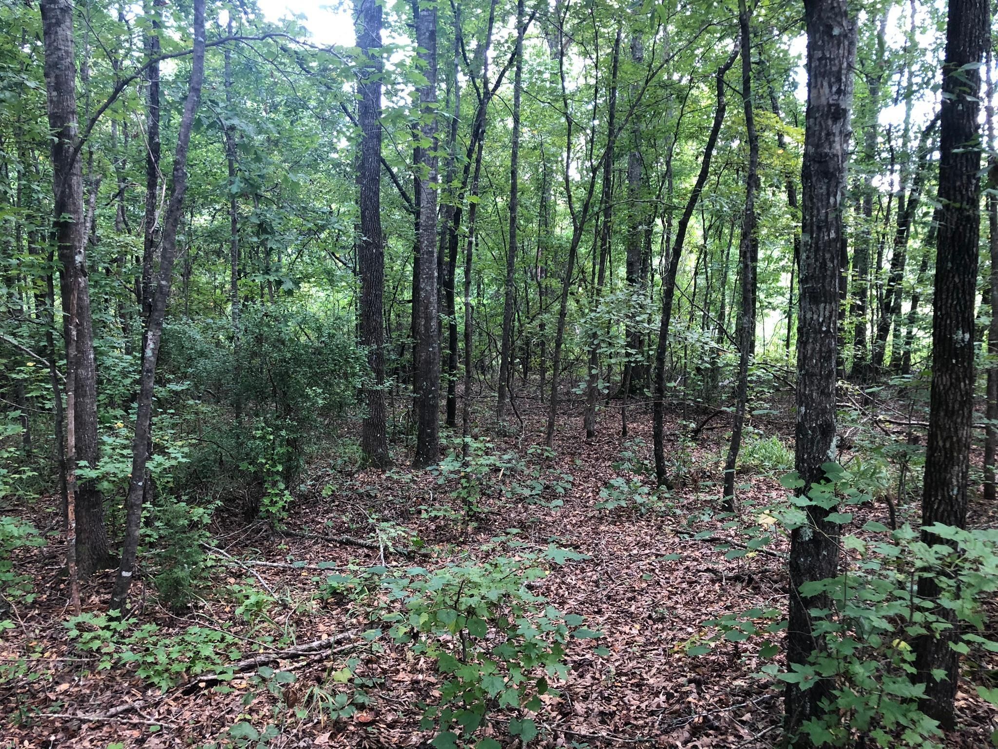 Waverly, Lee County, AL Timberland Property, Hunting Property for sale