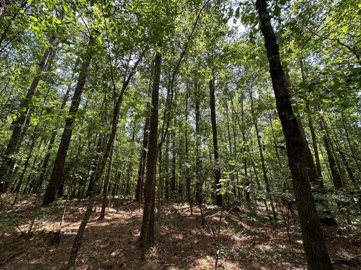 Braxton, Rankin County, MS Recreational Property, Timberland Property