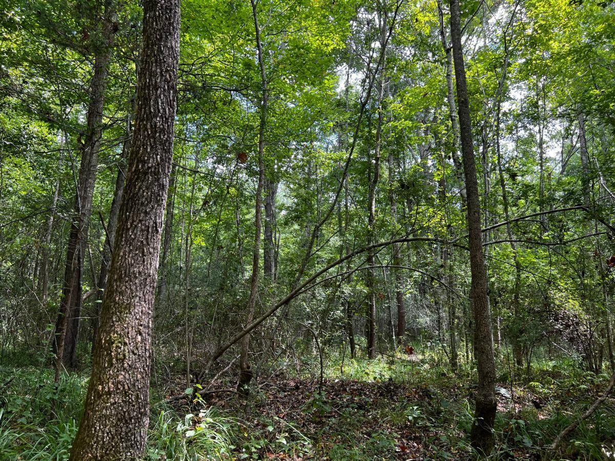 5.5 Acres, Rankin County, MS, Florence, MS 39073 LandWatch