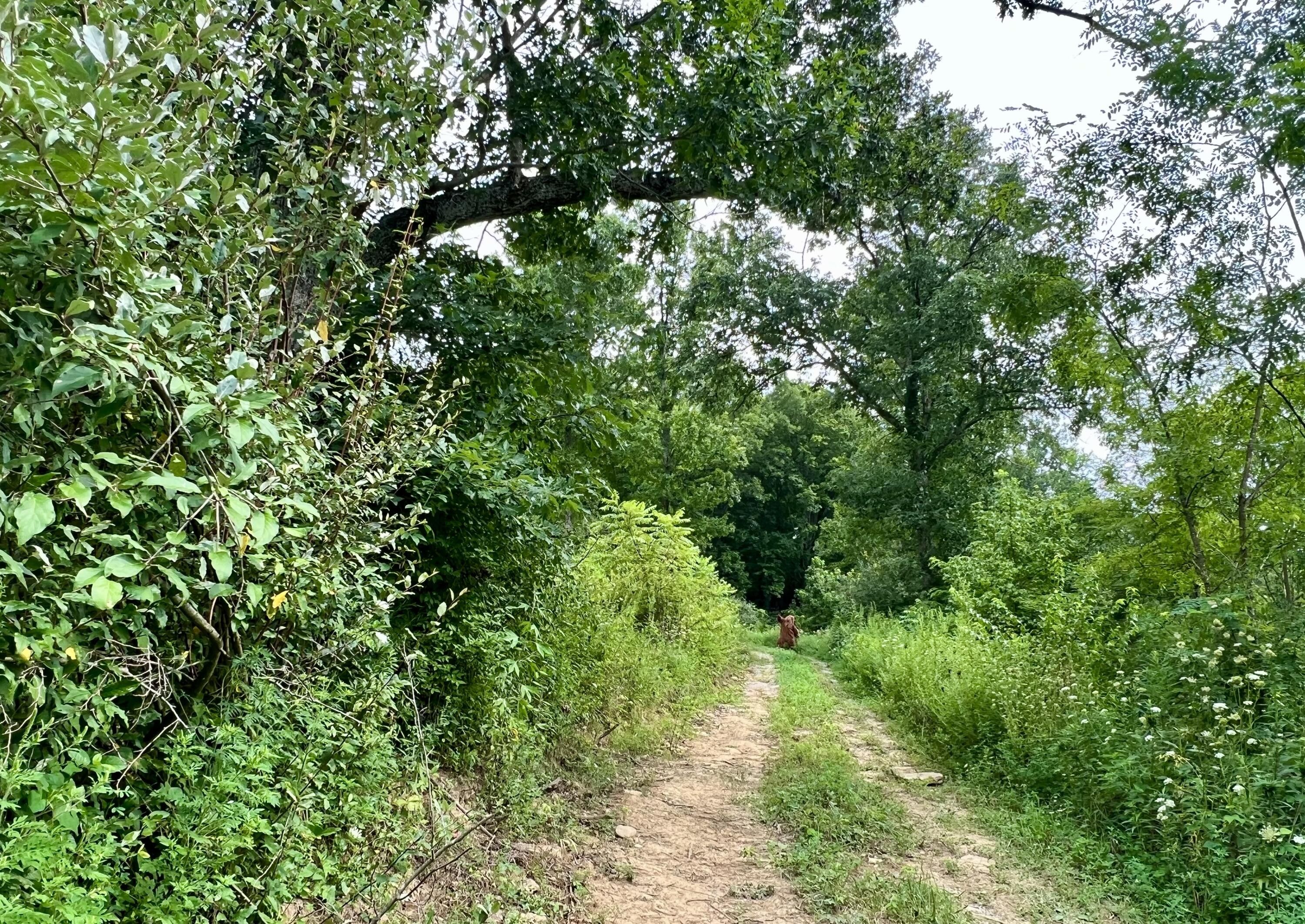 Owenton, Owen County, KY Farms and Ranches for sale Property ID