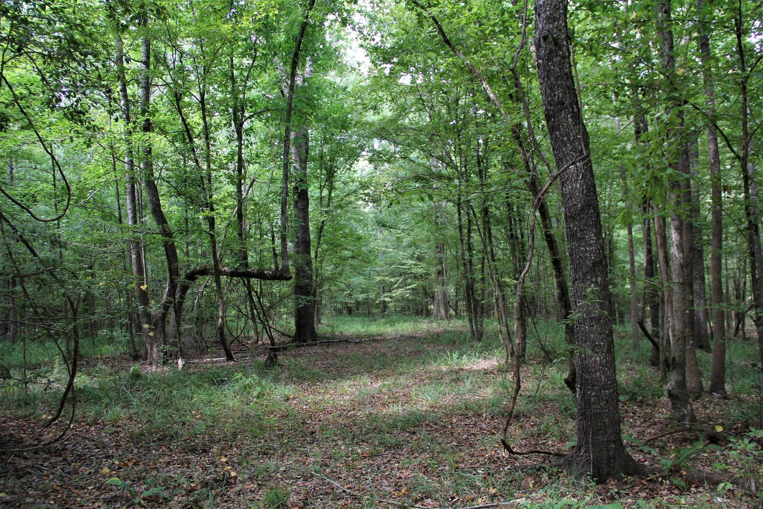 Roxie, Jefferson County, MS Recreational Property, Timberland Property