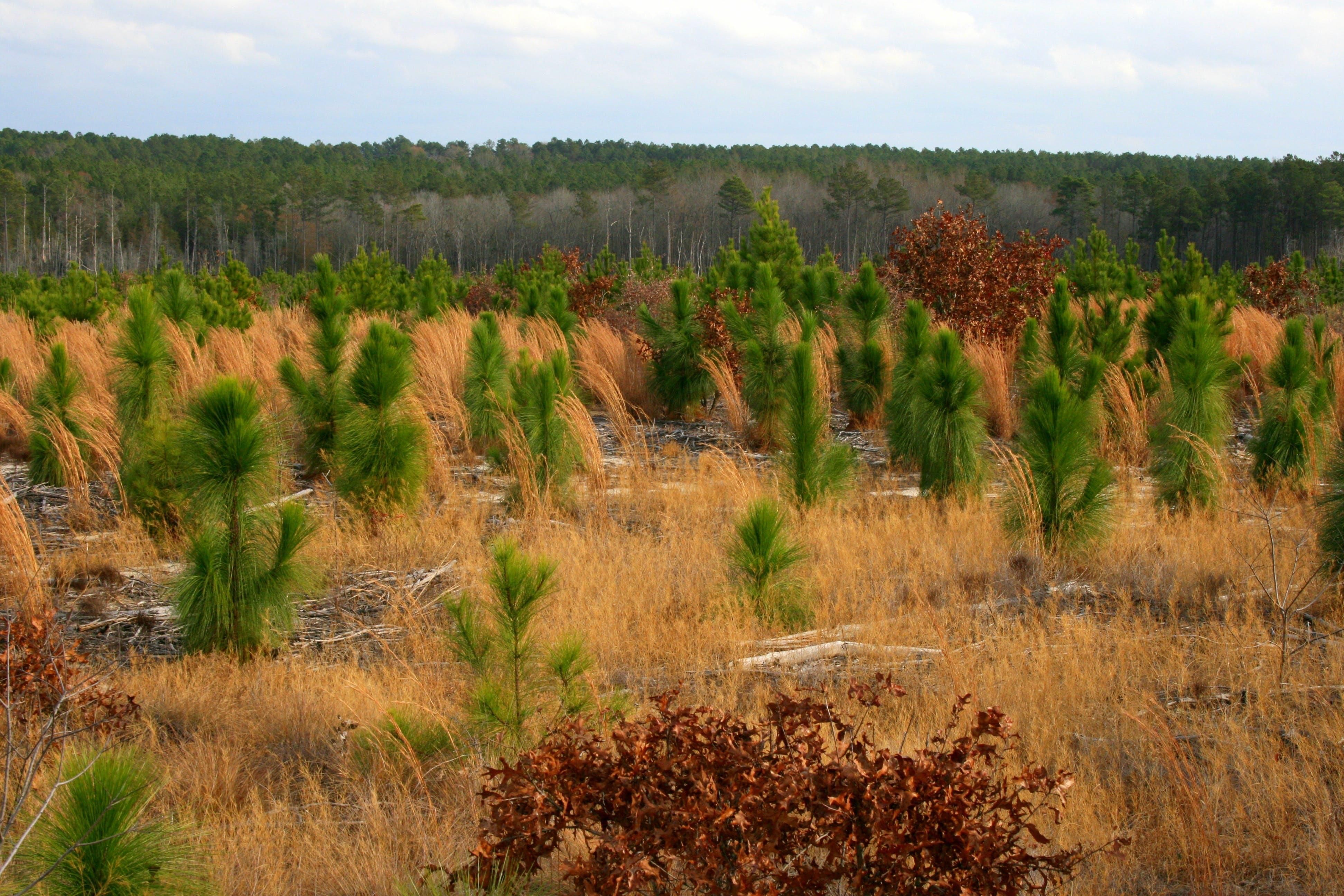 93.6 acres in Raeford, NC, 28376 LandWatch