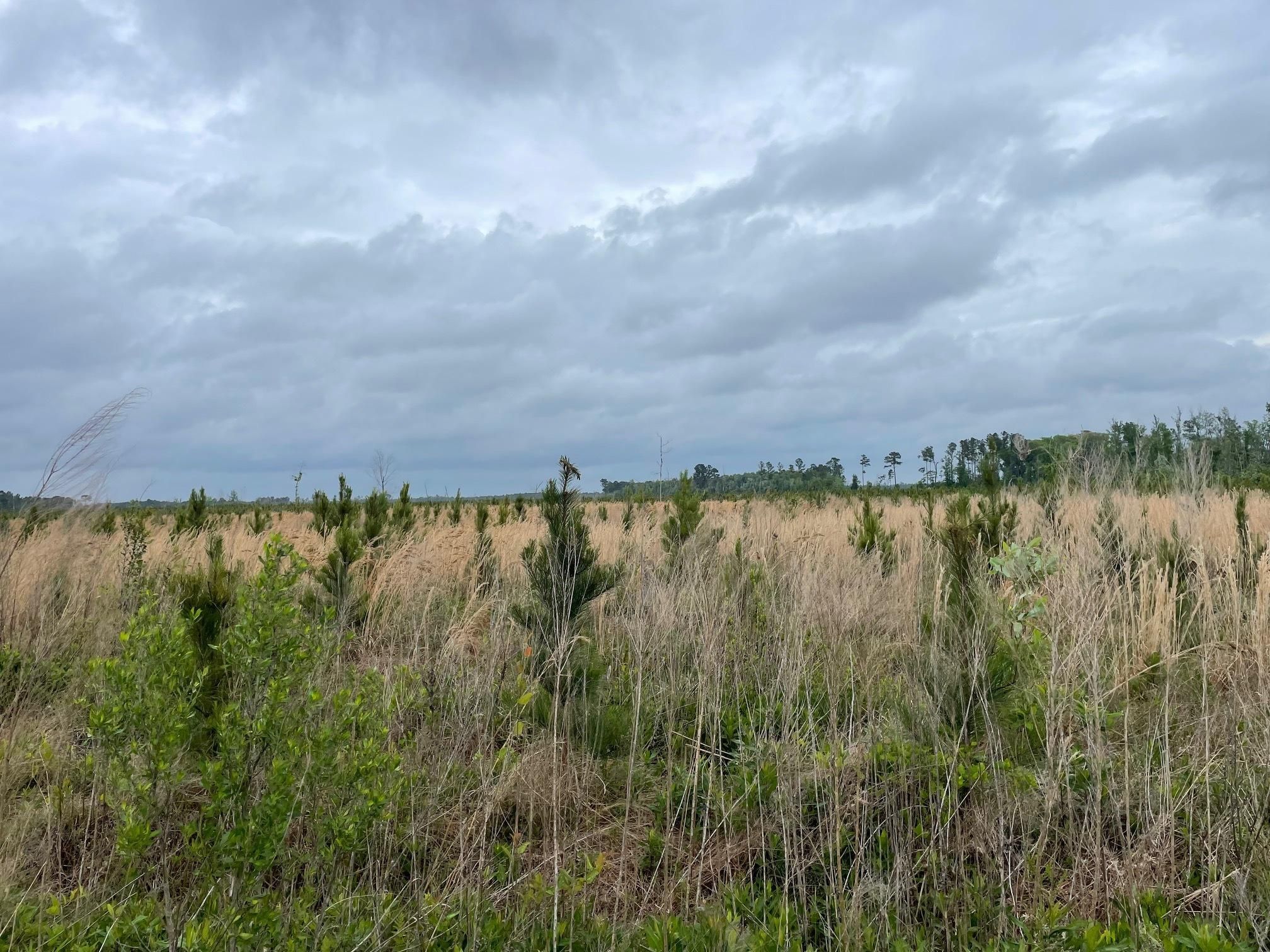 342 acres in Jacksonville, NC, 28574 LandWatch