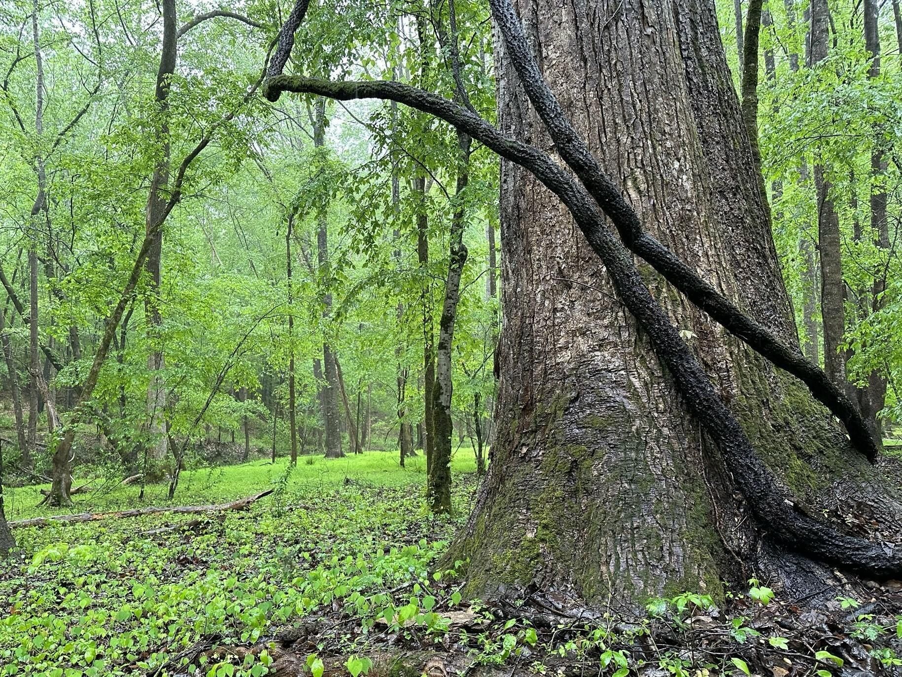 119 acres in Chester, SC, 29706 LandWatch