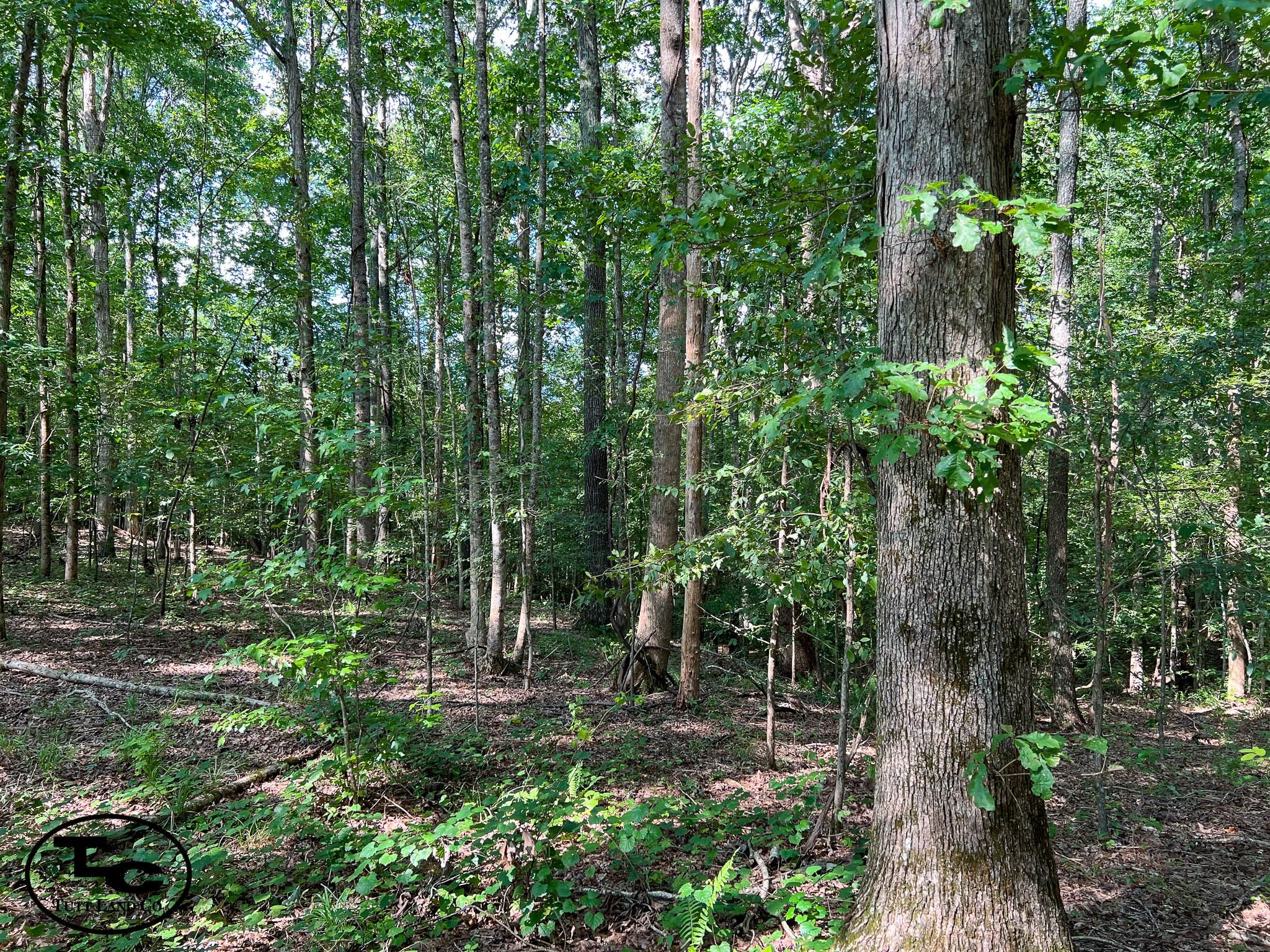 Bethel Springs, Chester County, TN Recreational Property, Timberland