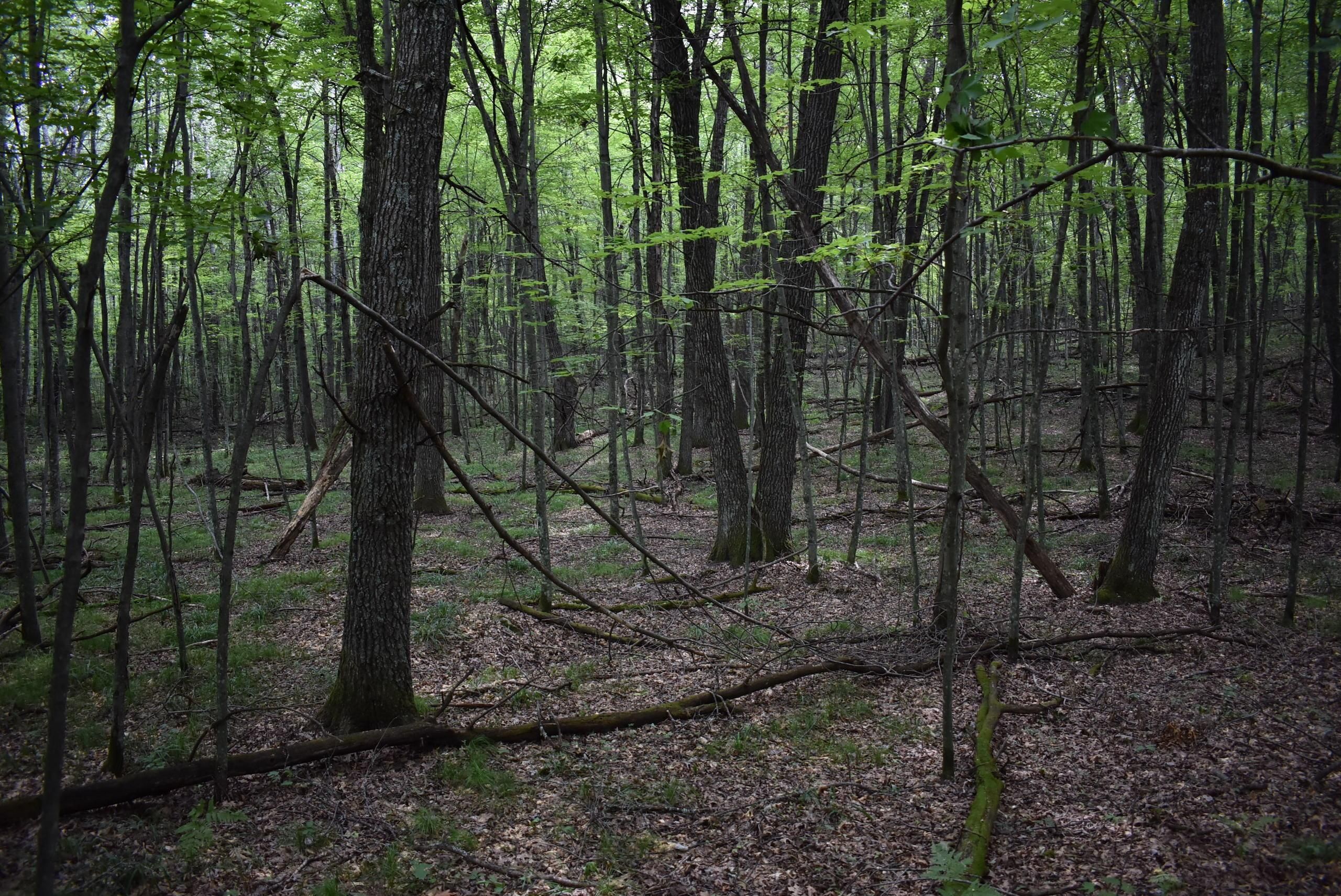 Athelstane, County, WI Recreational Property, Hunting