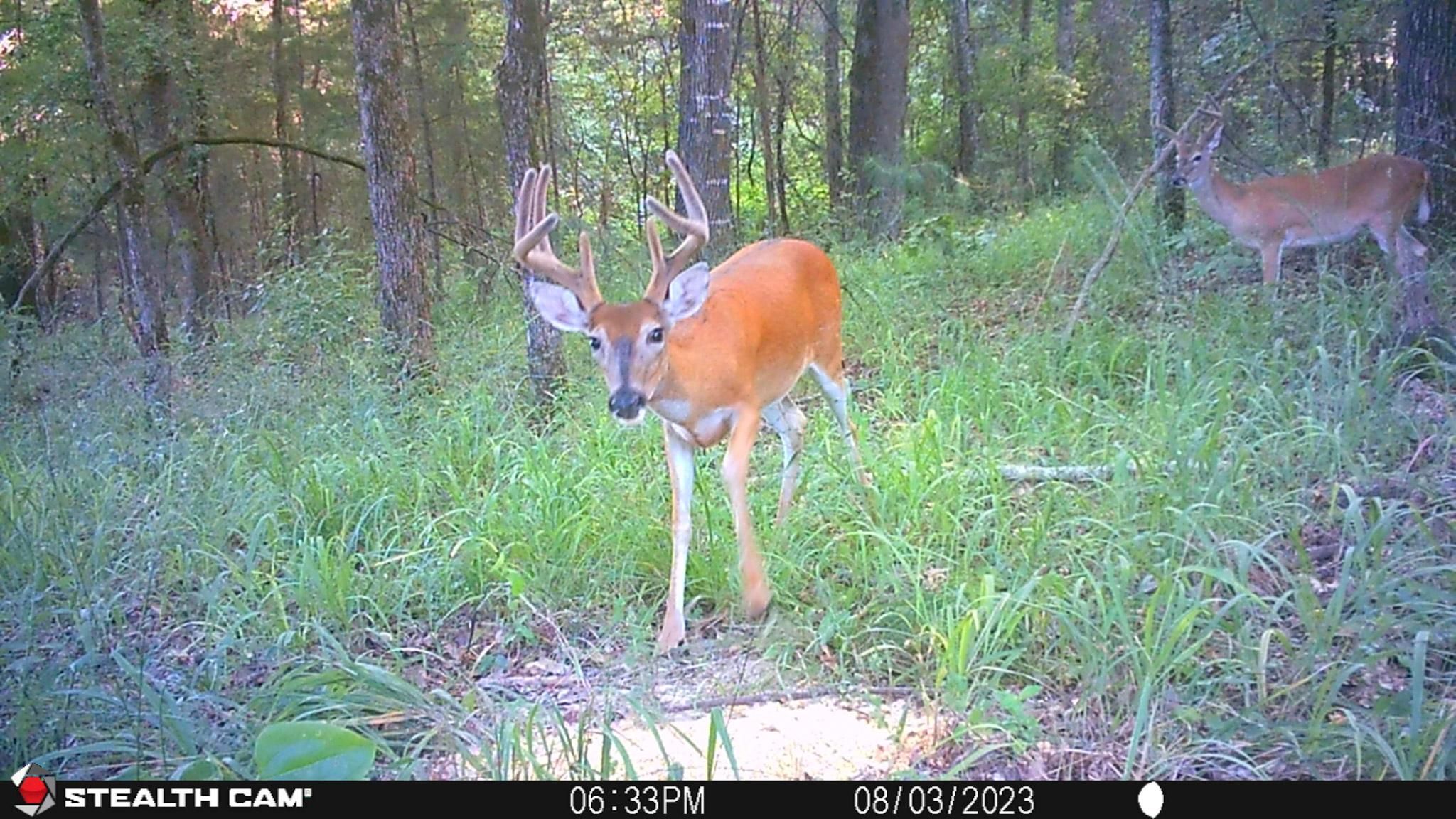 Avery, Red River County, TX Farms and Ranches, Recreational Property