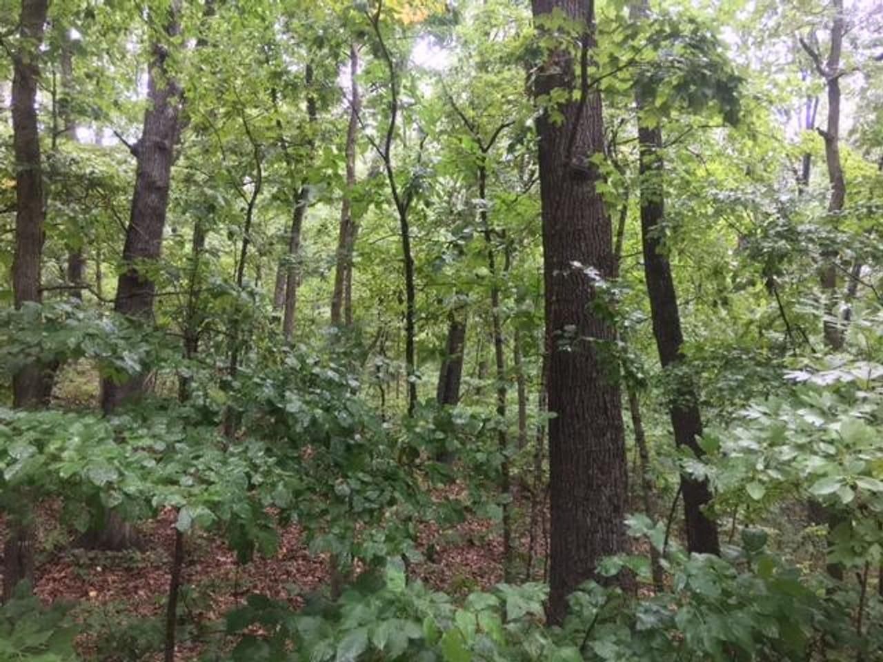 Ava, Douglas County, MO Recreational Property, Undeveloped Land